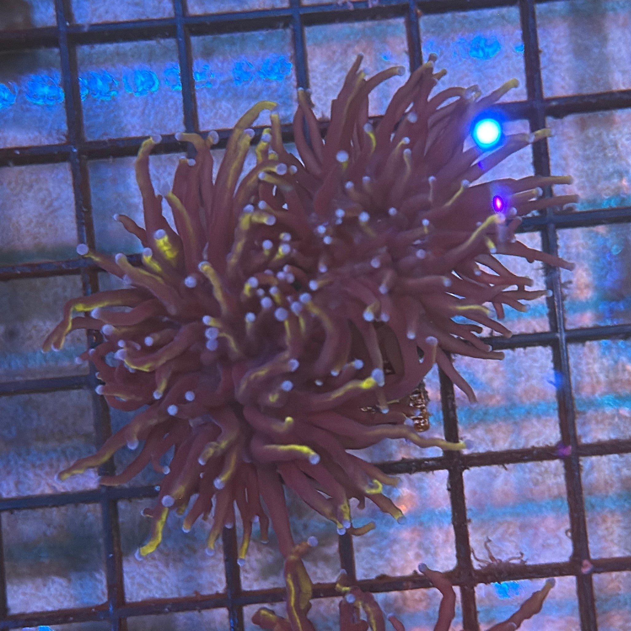 Wolverine Gold Torch Coral R5B3