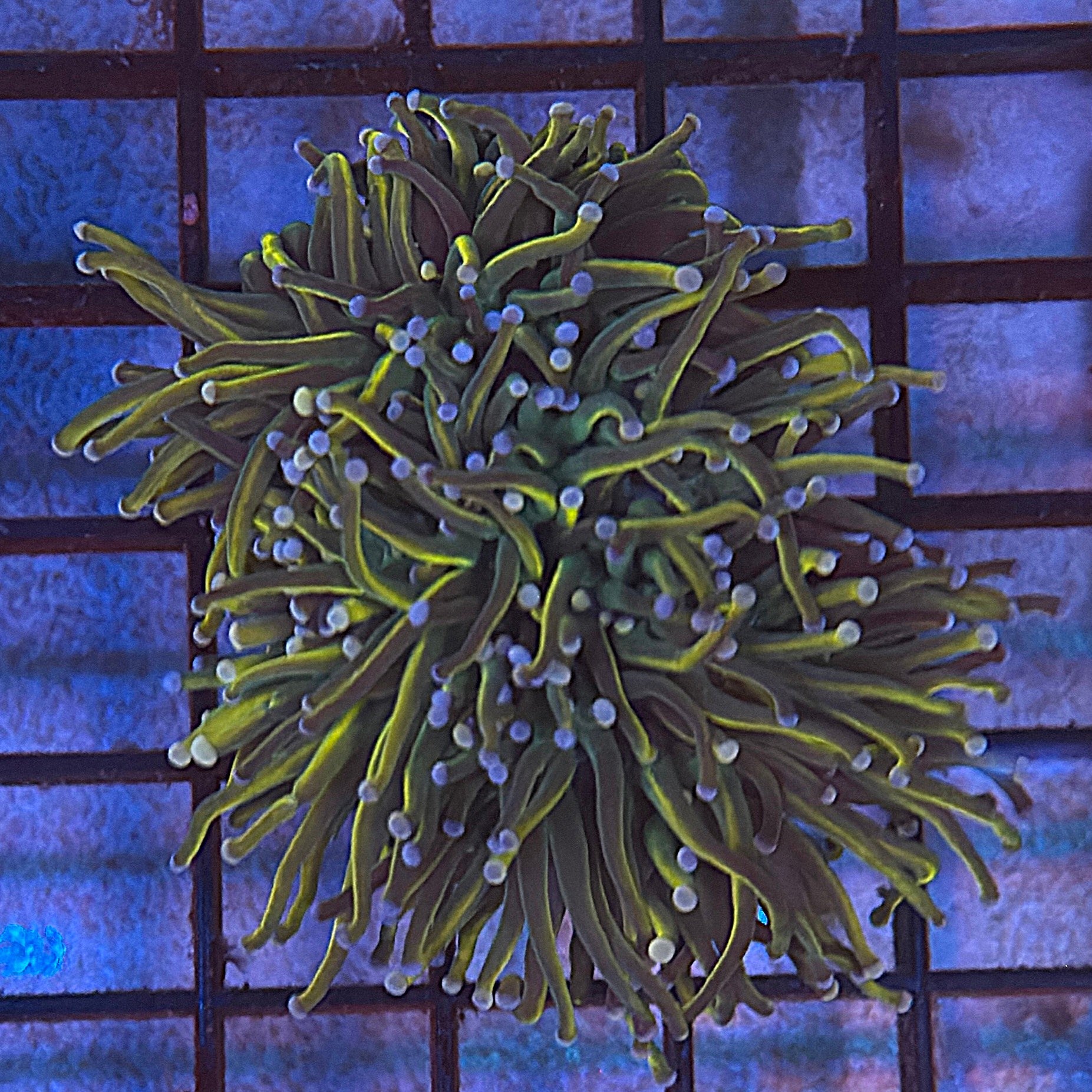 Ultra Gold Dragon Tamer Torch Coral R5B5
