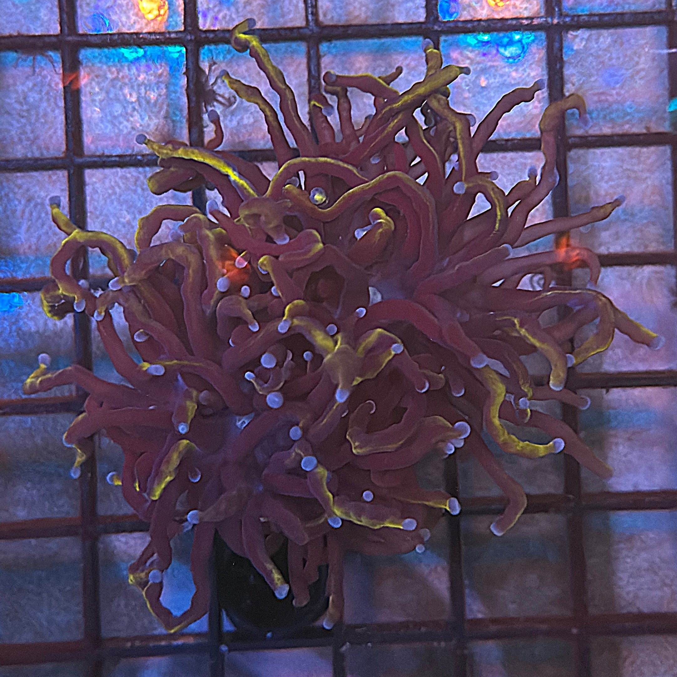 Wolverine Gold Torch Coral R5C2