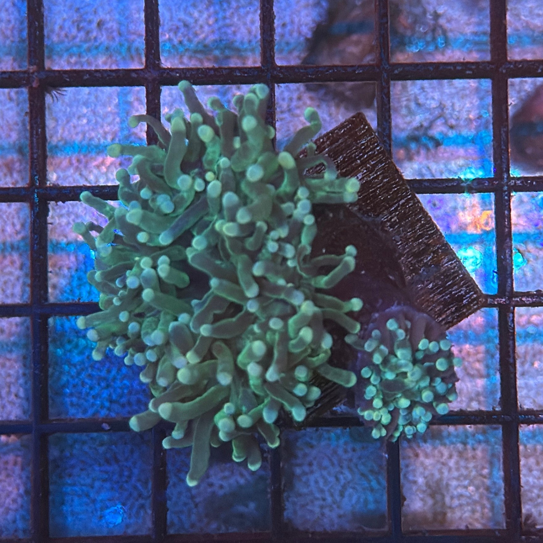 Green with Light Tips Torch Coral R5C3