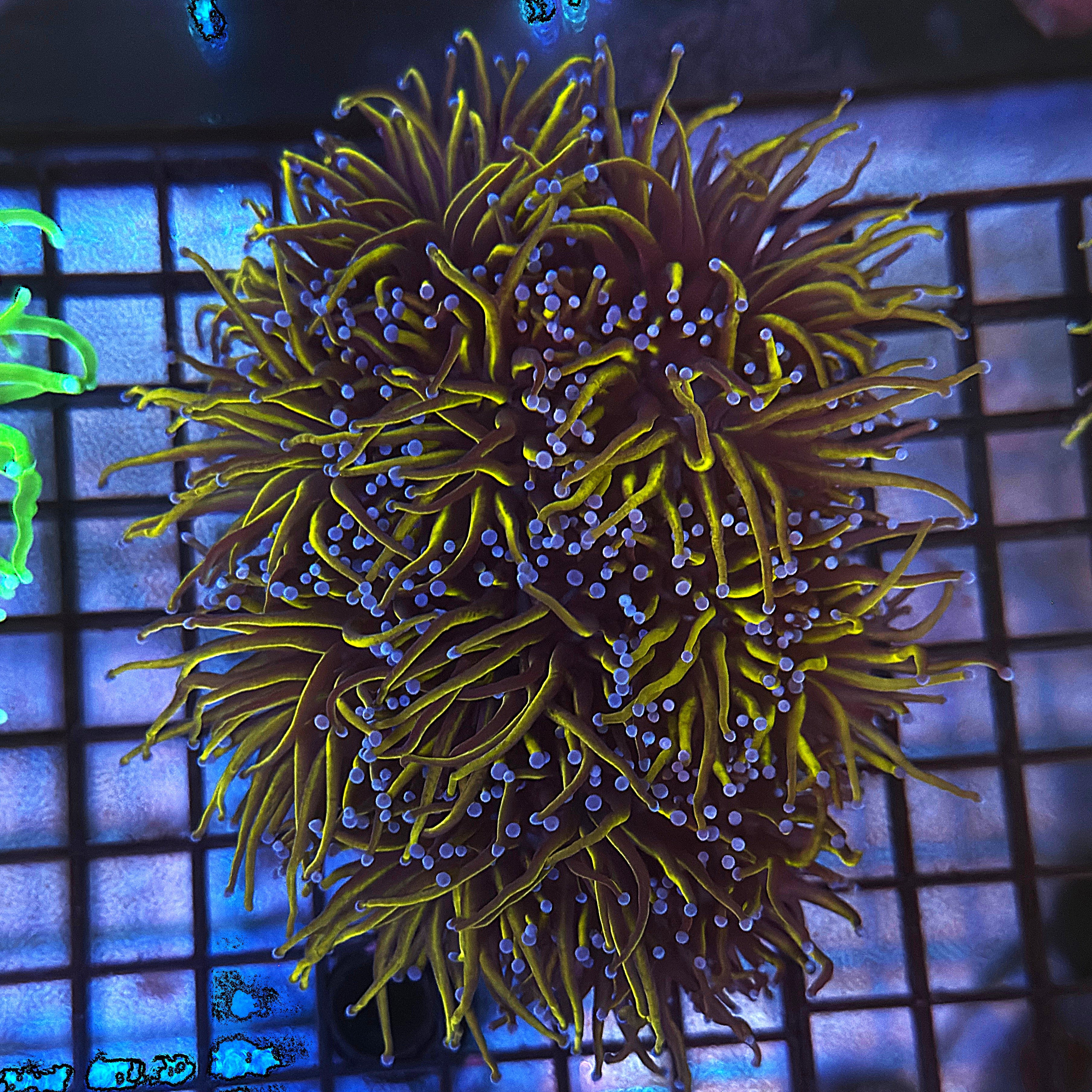 Ultra 24K Gold Torch Coral Colony R5C6