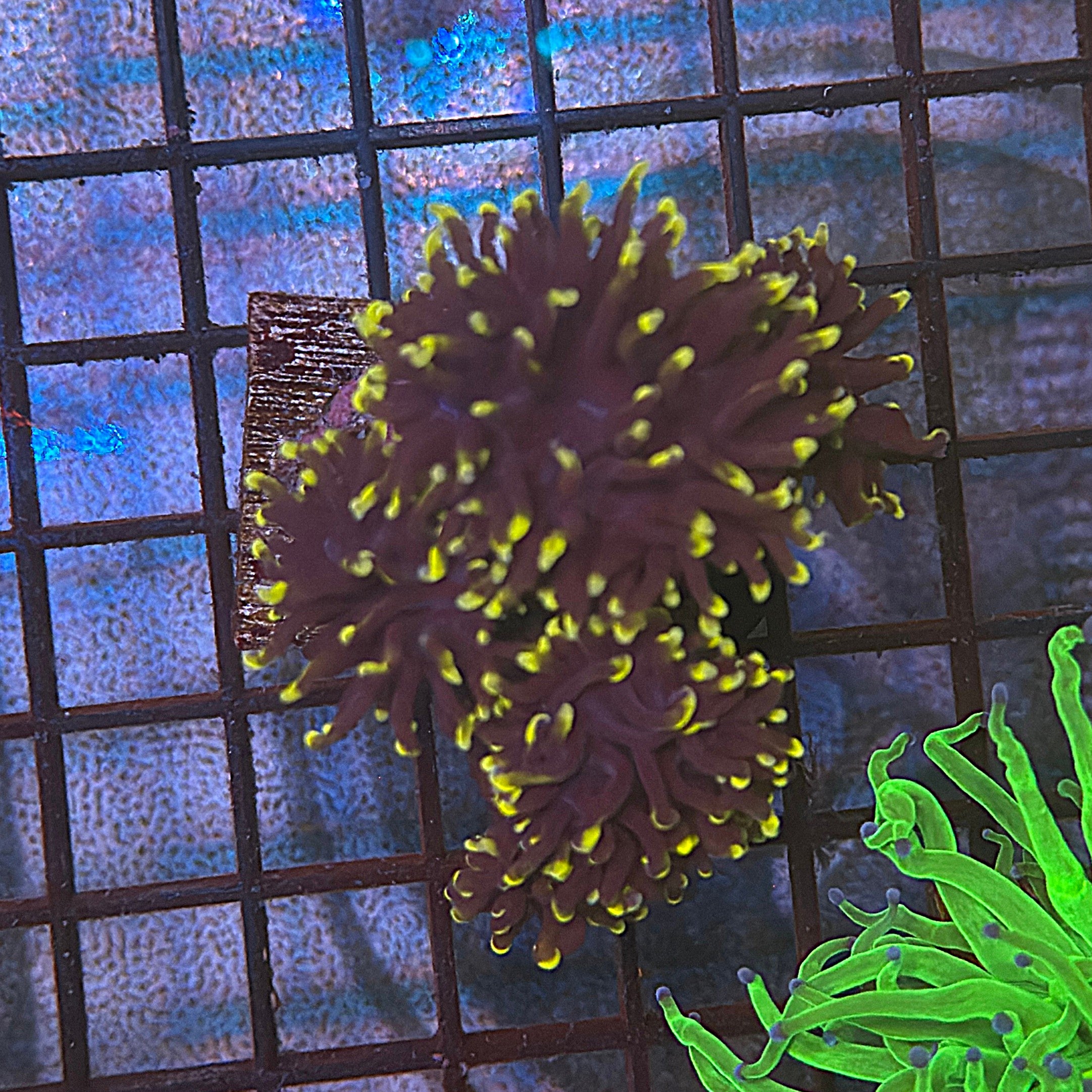 Purple with Pink Tips Torch Coral R6A2