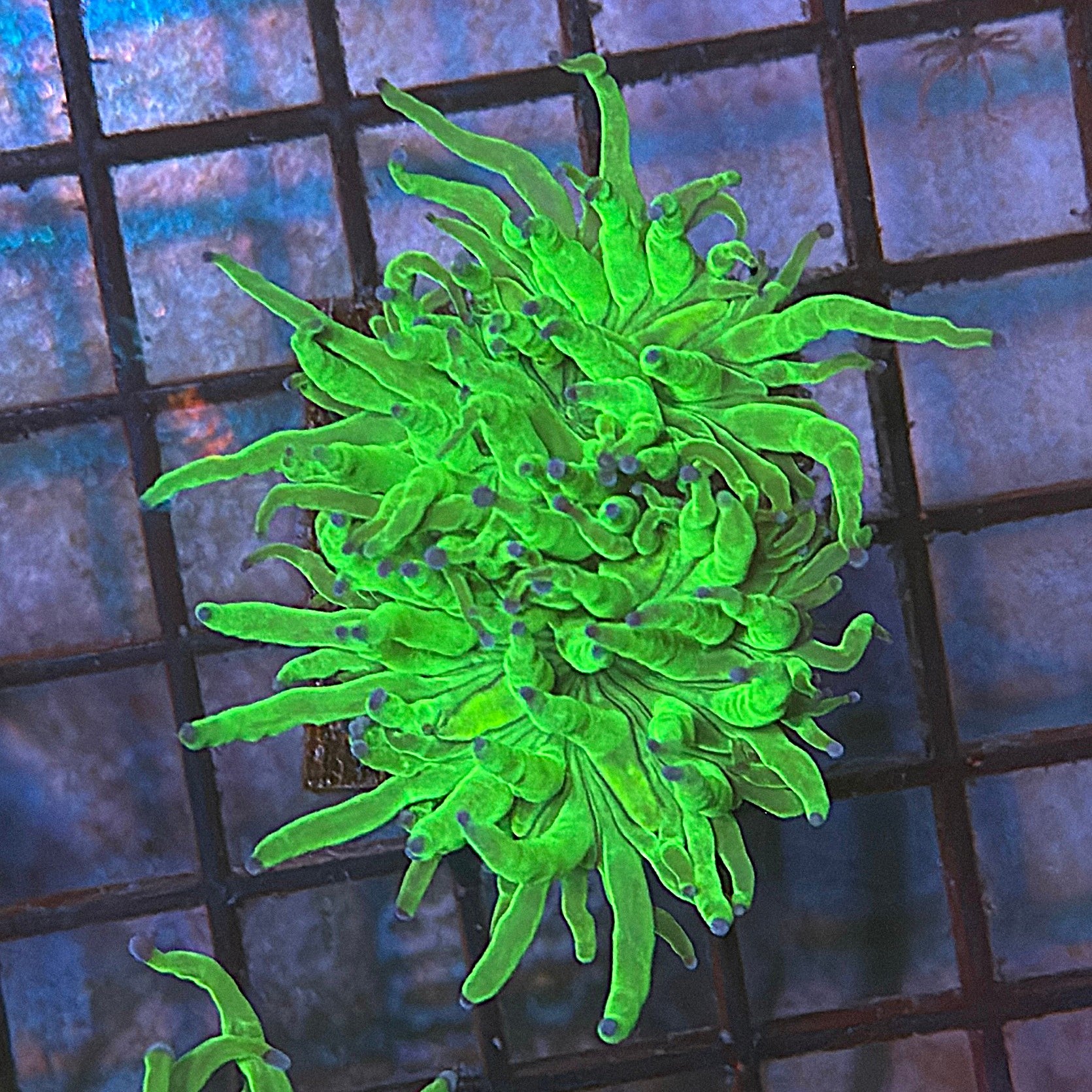 Bright Lime Green with Blue Tips Torch Coral R6B2