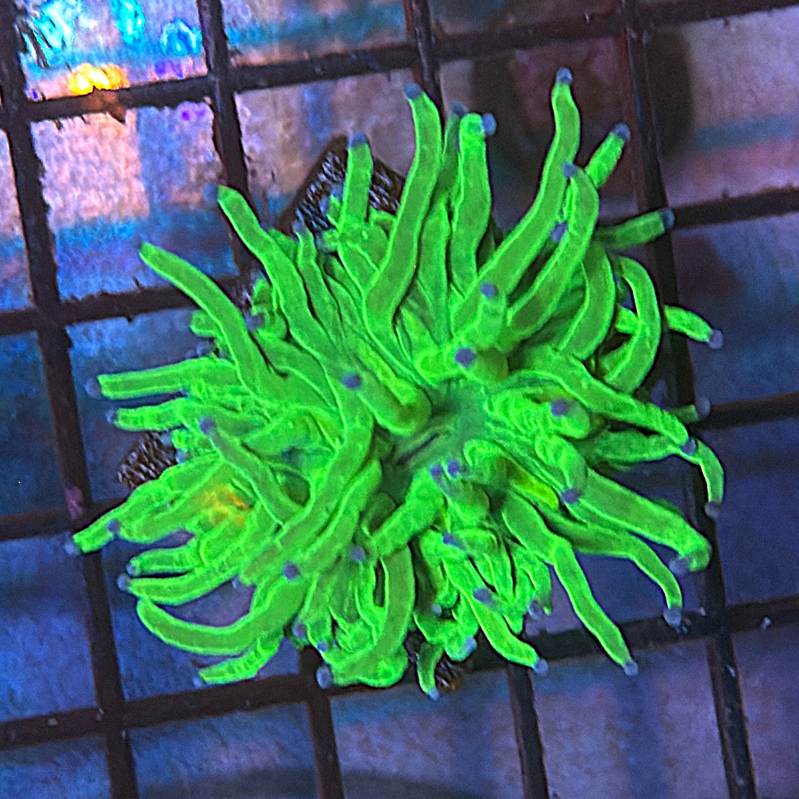 Bright Lime Green with Blue Tips Torch Coral R6B3