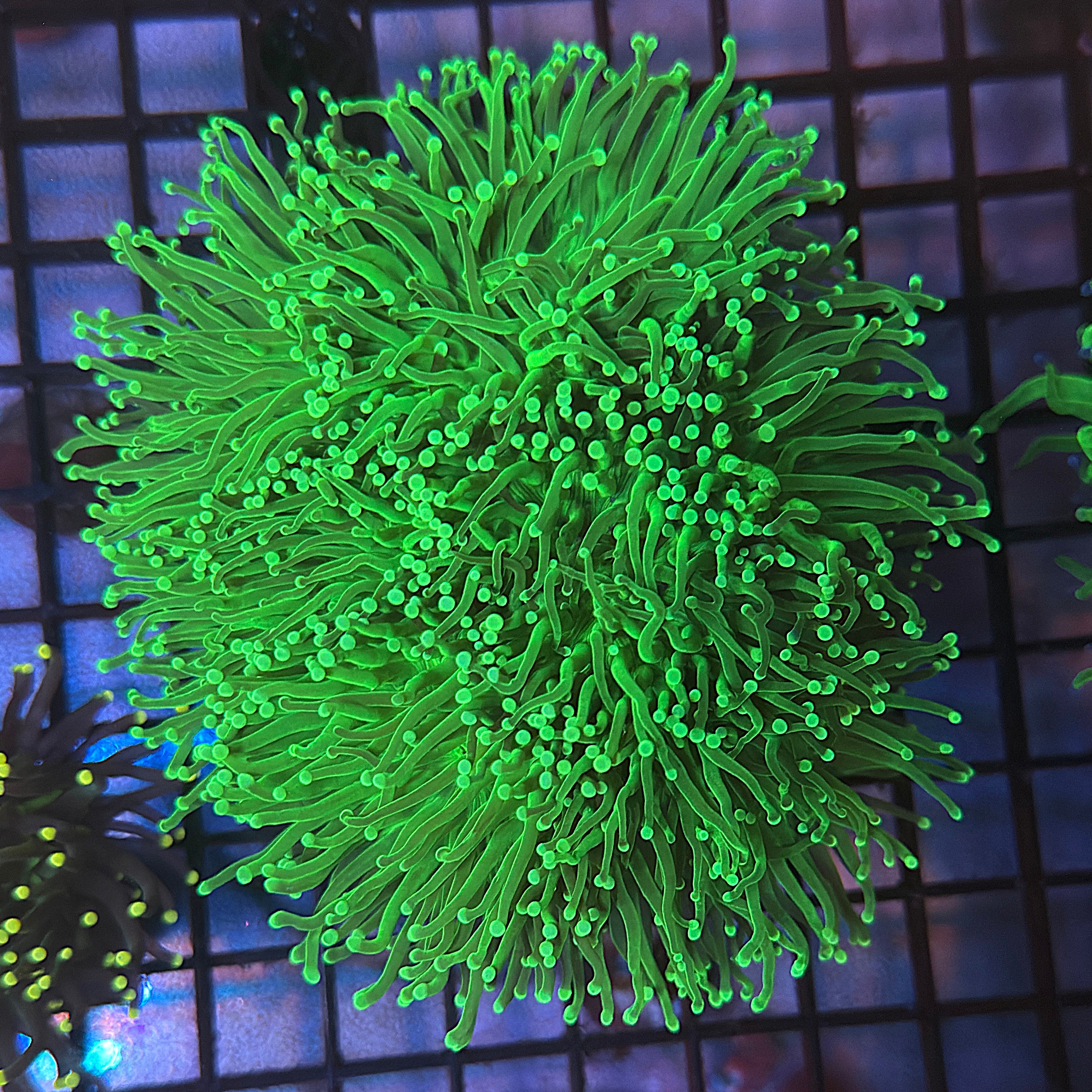 Bright Hulk Torch Coral Colony R6B5