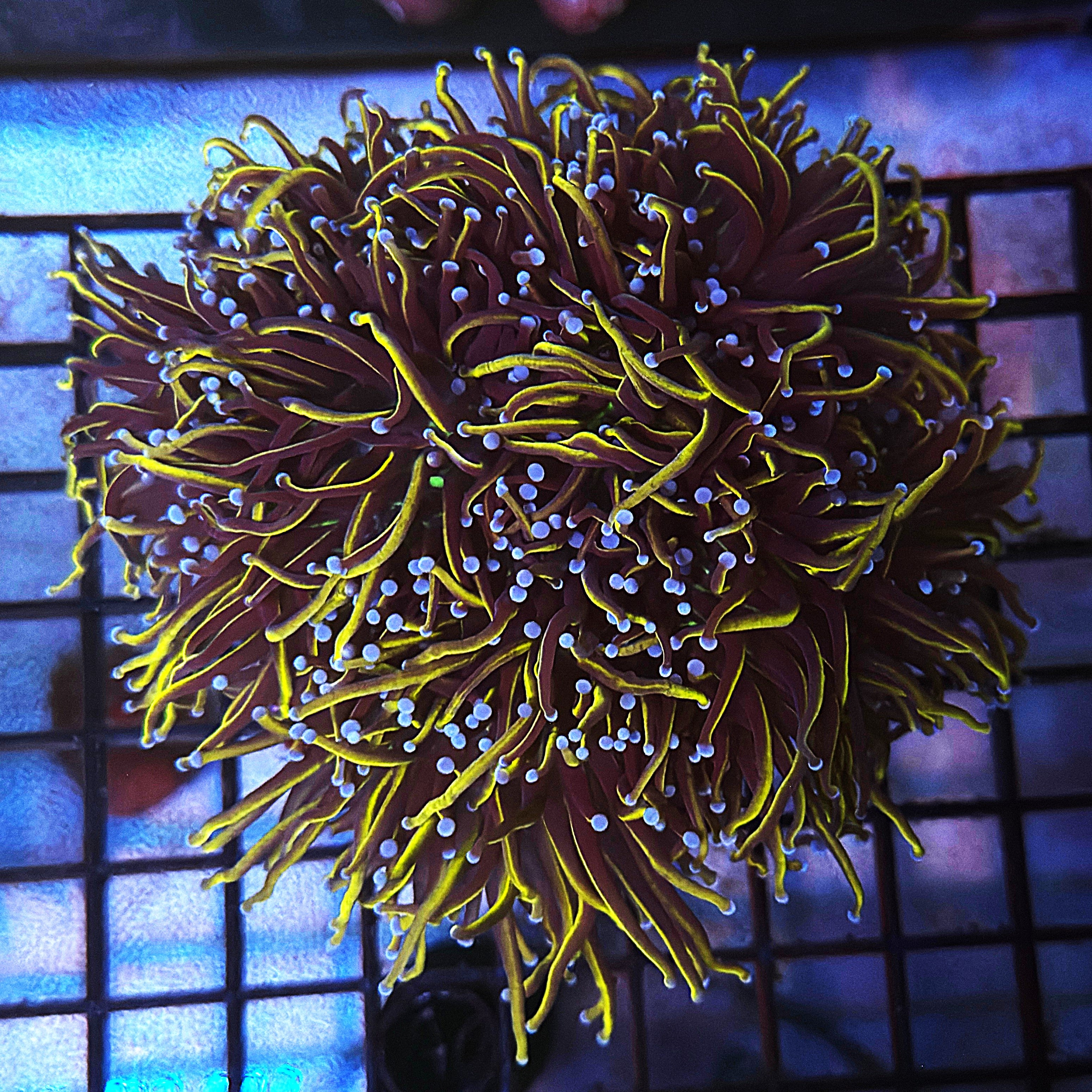 Ultra Gold NY Knicks Torch Colony R6B6