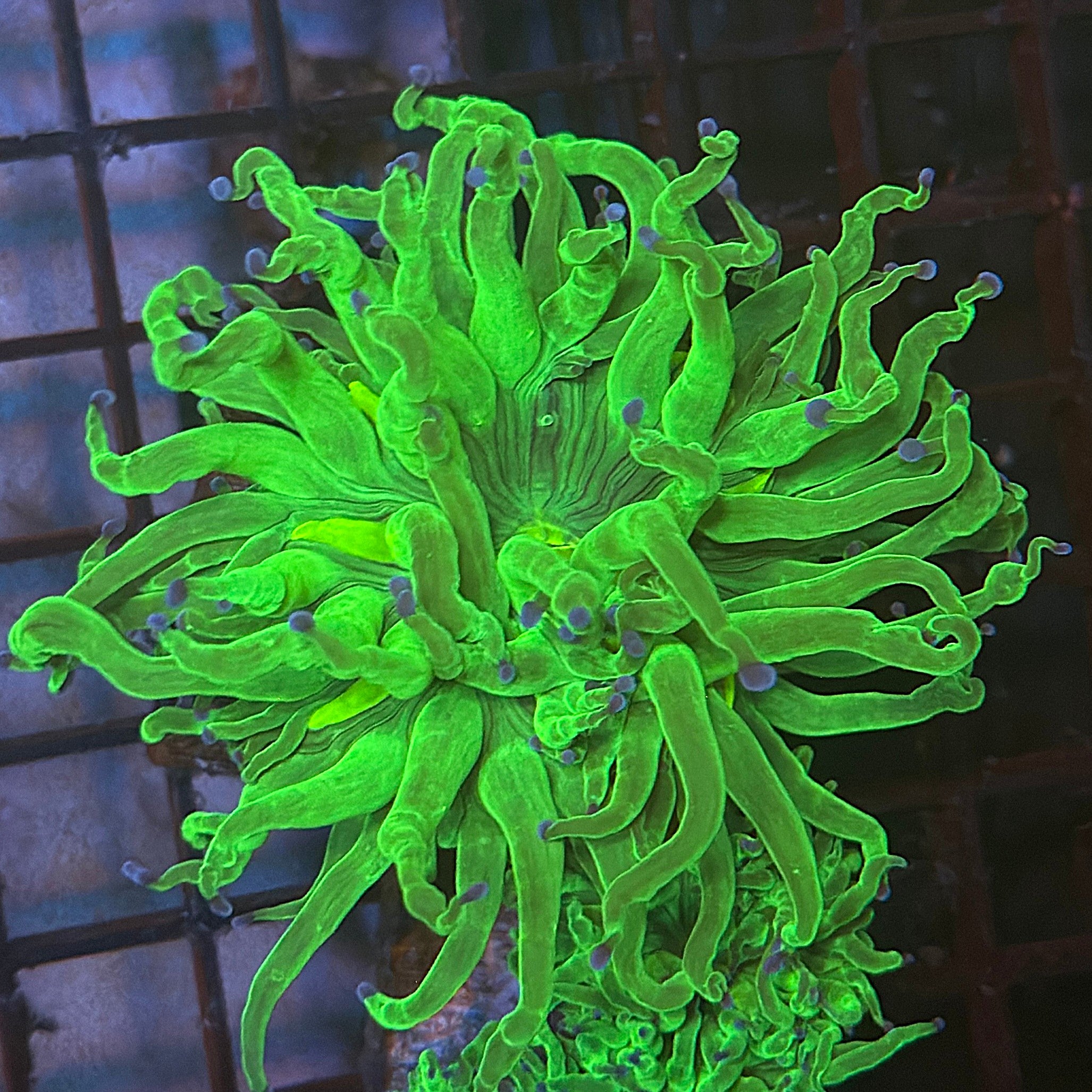Bright Lime Green with Blue Tips Torch Coral R6C2