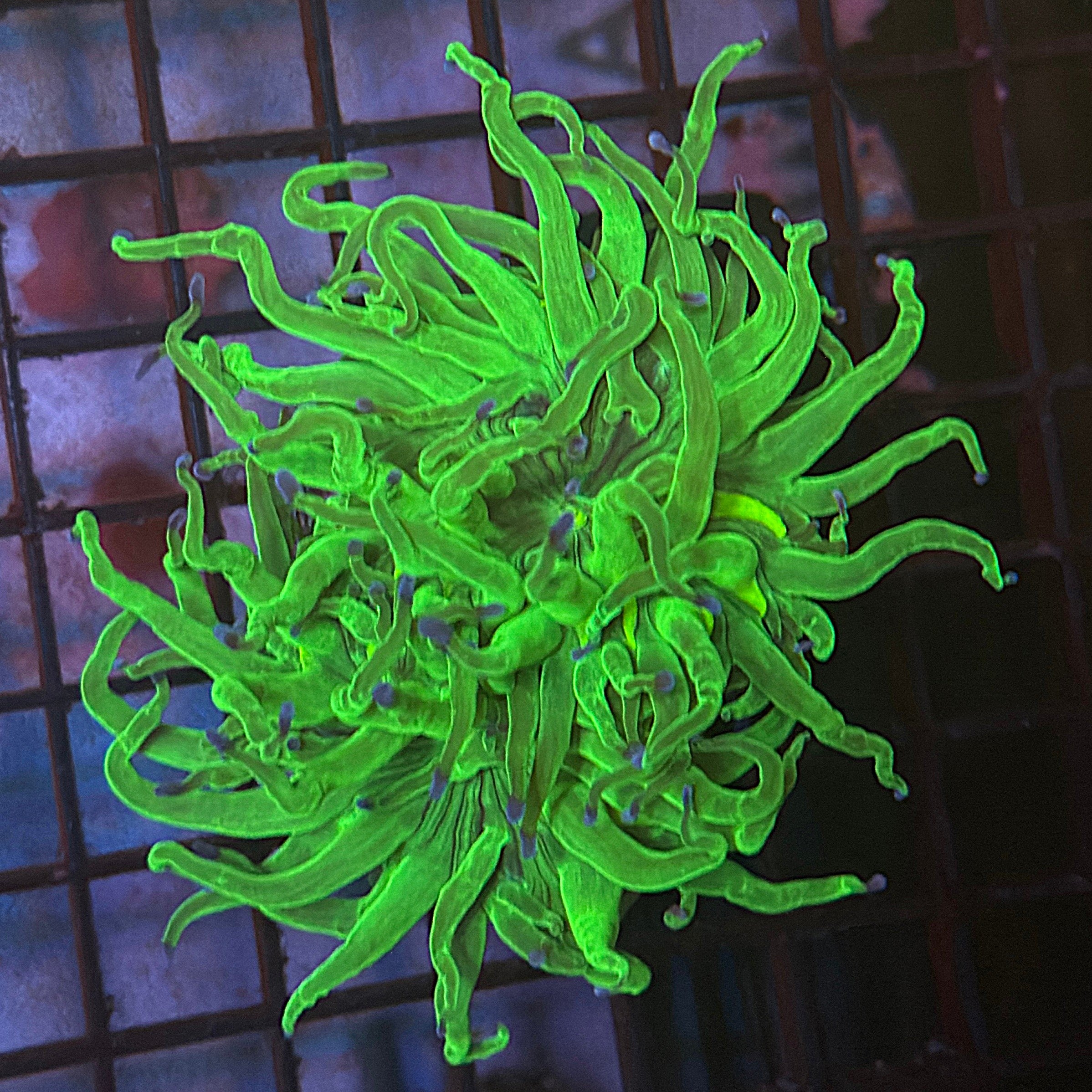 Bright Lime Green with Blue Tips Torch Coral R6C3