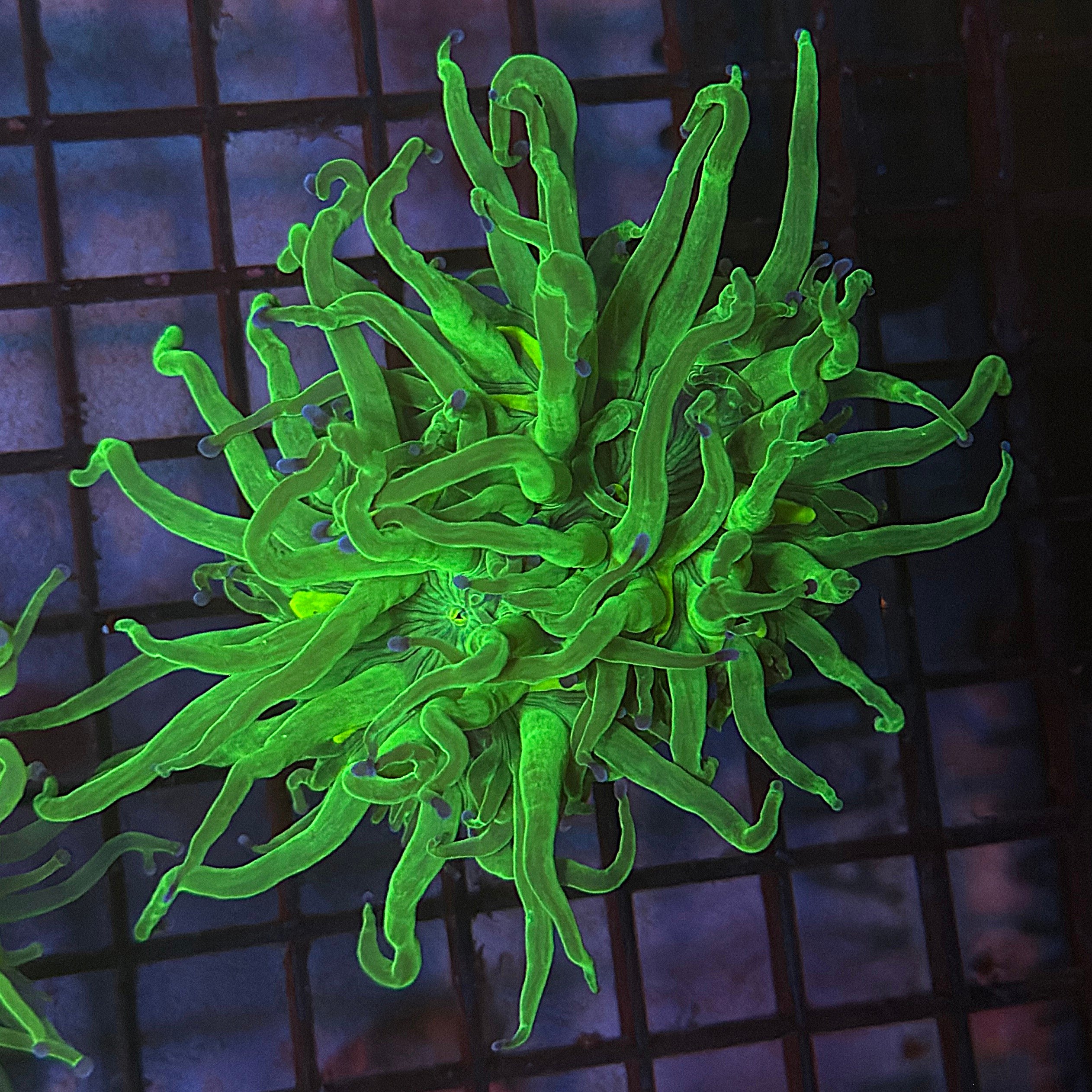 Bright Lime Green with Blue Tips Torch Coral R6C4