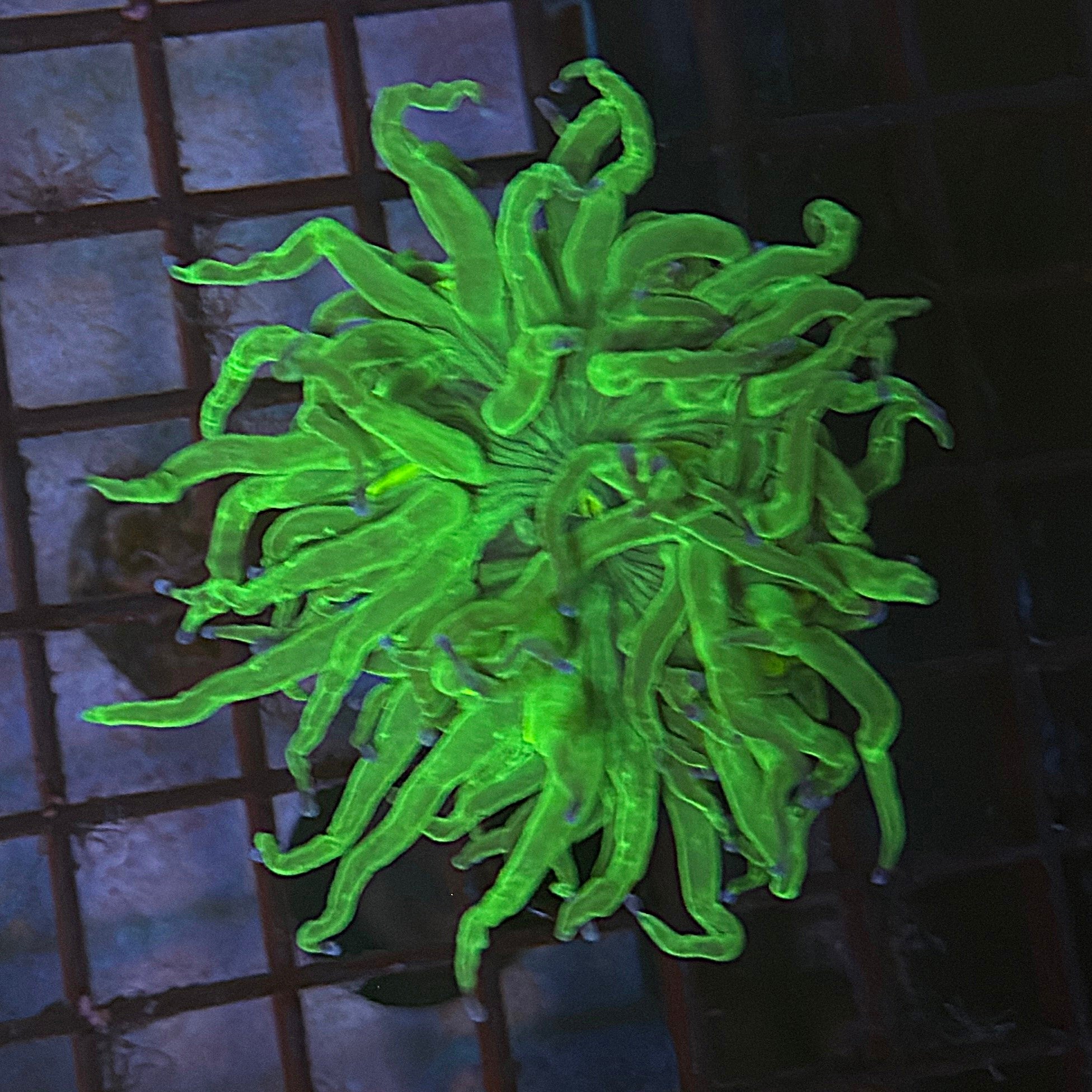 Bright Lime Green with Blue Tips Torch Coral R6C6
