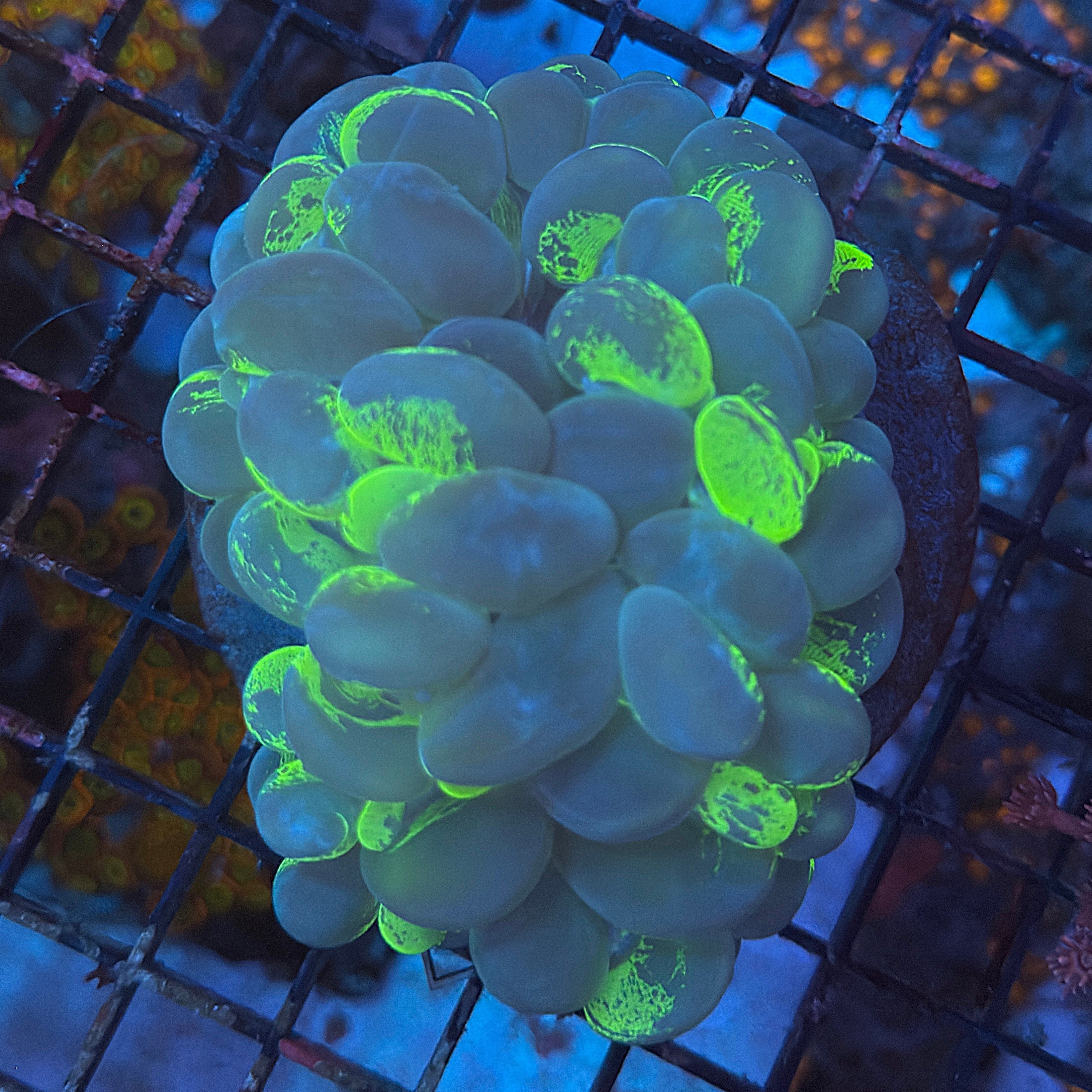 Toxic Splatter Bubble Coral