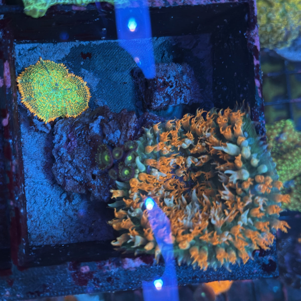 Green and Fuzzy Red Saint Thomas Mushroom Coral