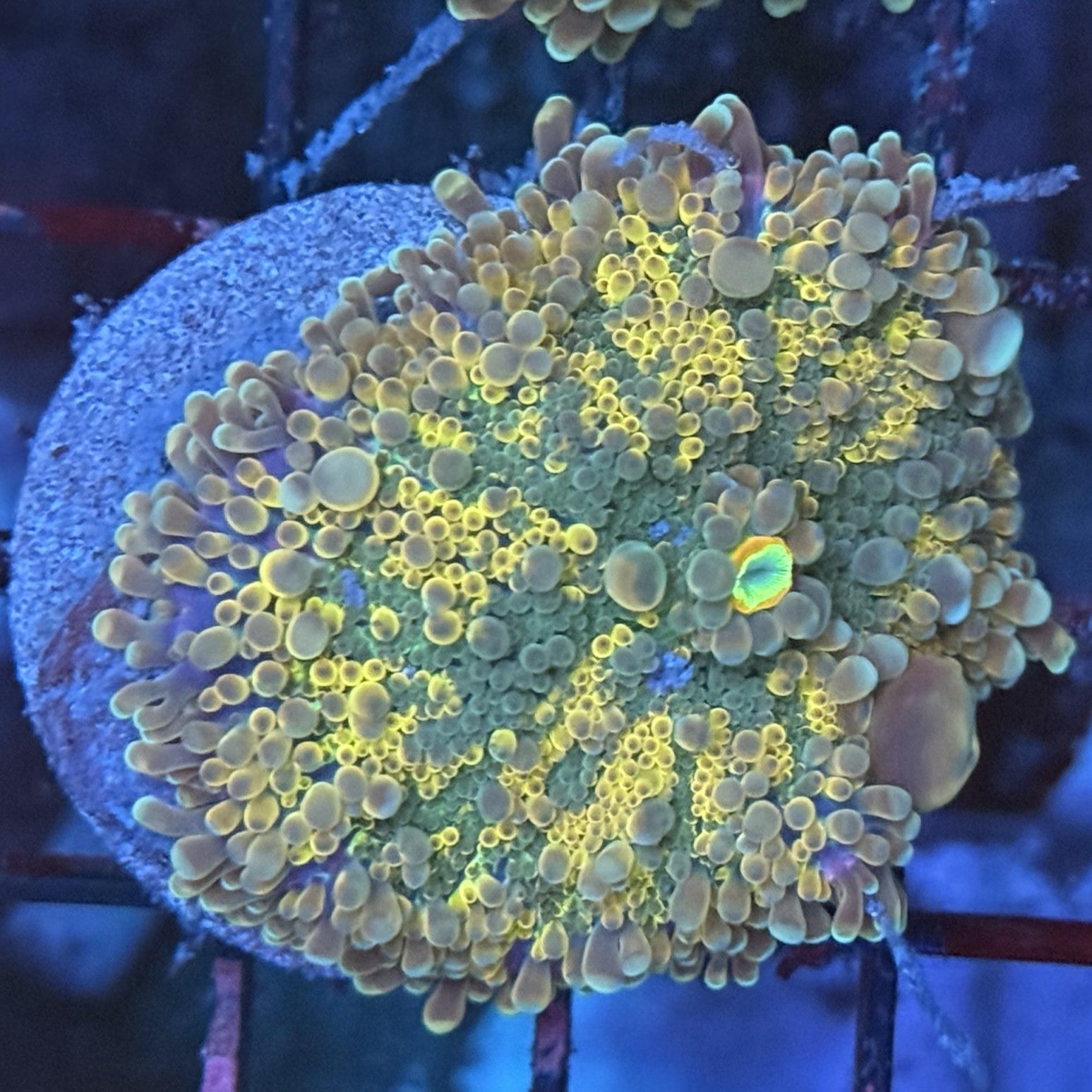 Ultra Rainbow Yuma Mushroom MA1