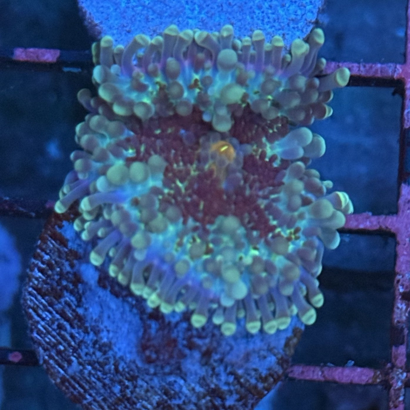 Gumball Ricordia Mushroom MA4