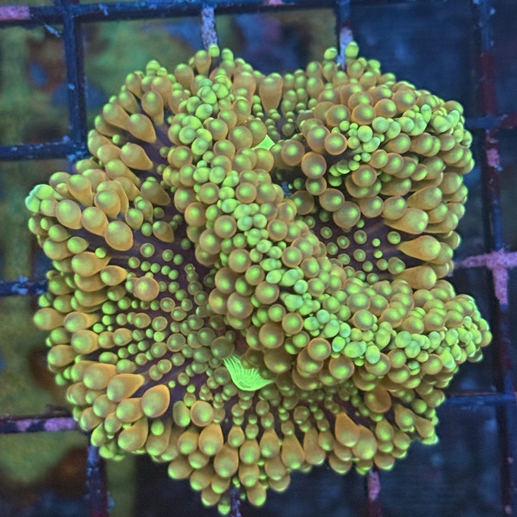 Ultra Ricordia Mushroom MD1