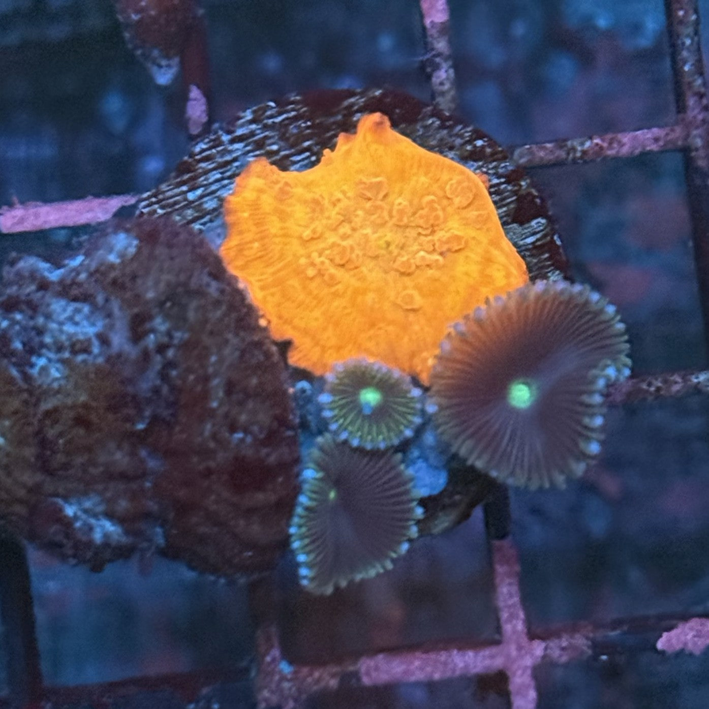 Jawbreaker Mushroom Coral ME1