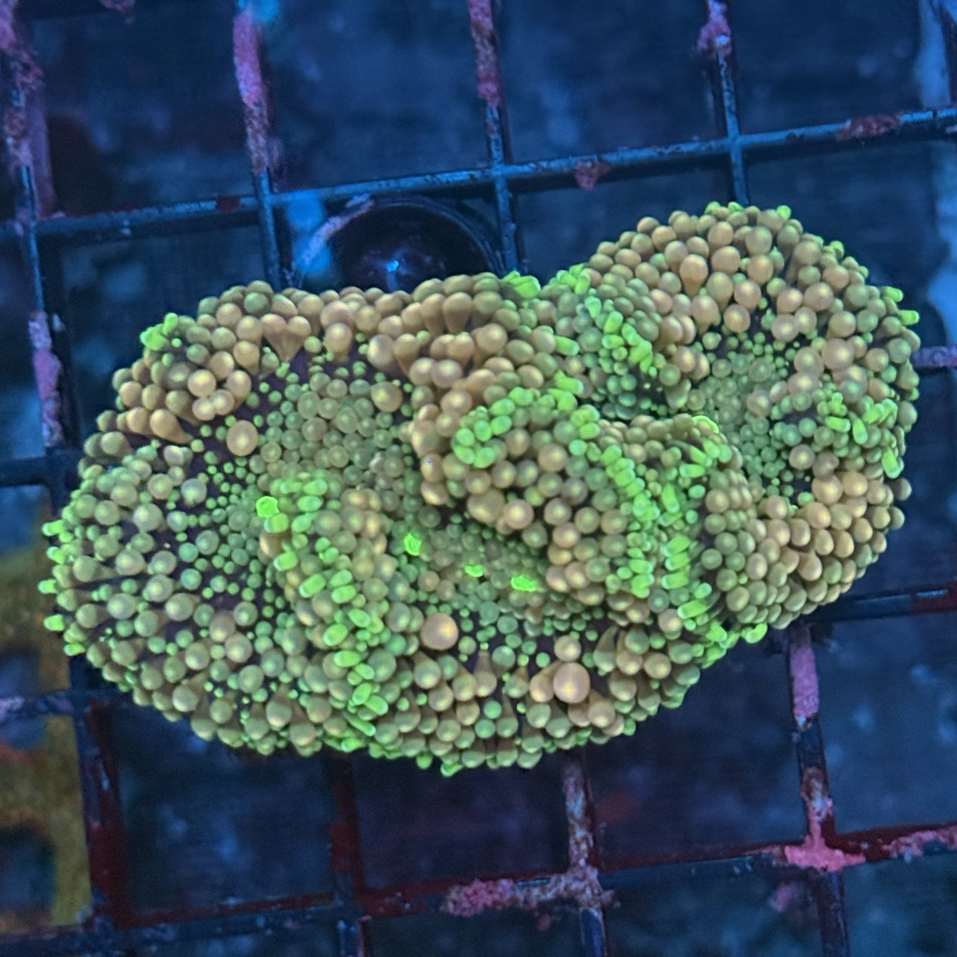 Ultra Ricordia Mushroom ME3