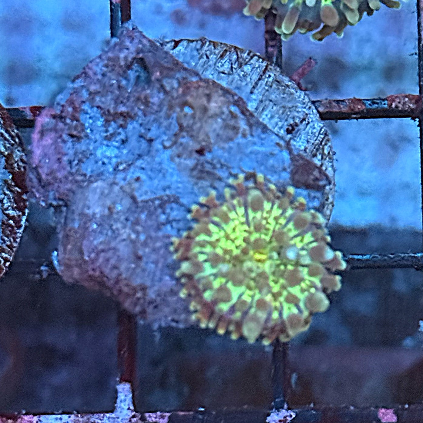 Gumball Ricordia Mushroom MD3