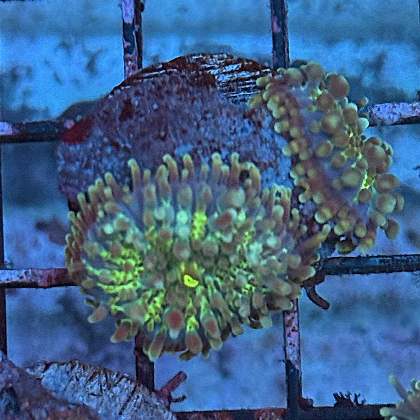 Gumball Ricordia Mushroom MD4