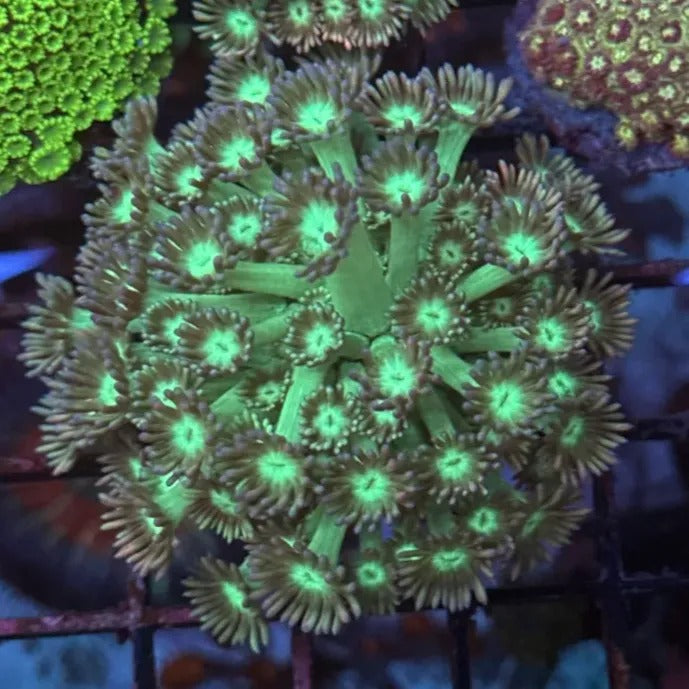 Lakeside Reefing Green with Rainbow Tips Goni Coral Frag Coral