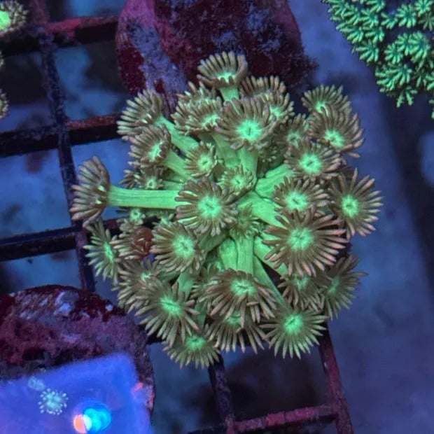Lakeside Reefing Rainbow Tips Goni Coral Frag Coral