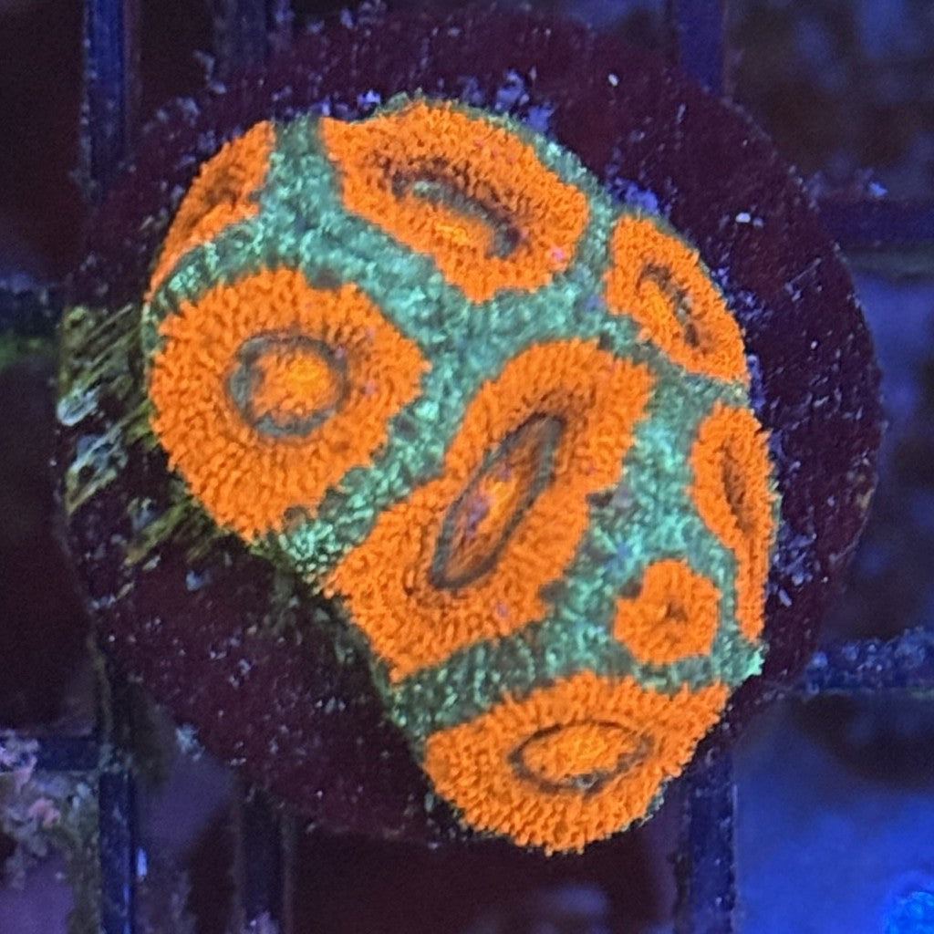 Ultra Acan ACA3