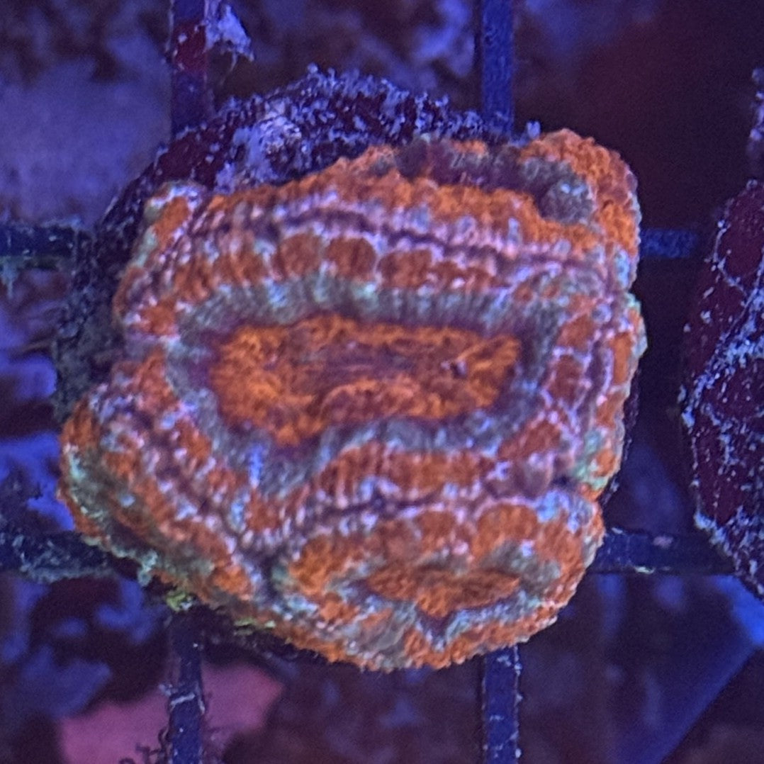 Ultra Acan ACA6
