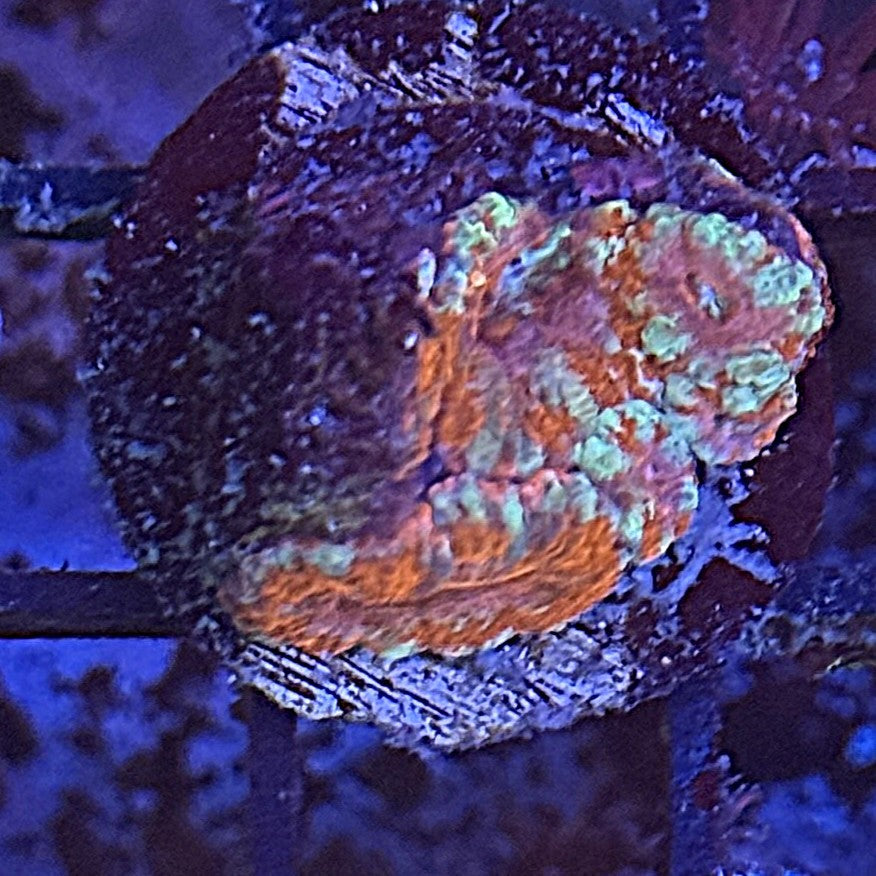 Ultra Acan ACA7