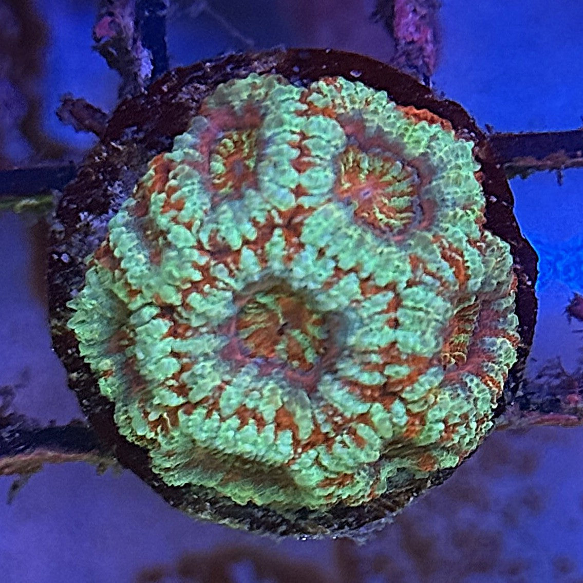 Ultra Acan ACB1