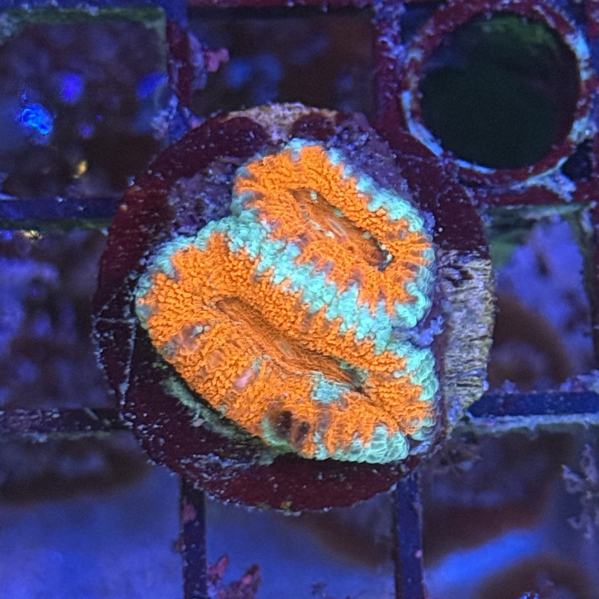 Ultra Acan ACB3