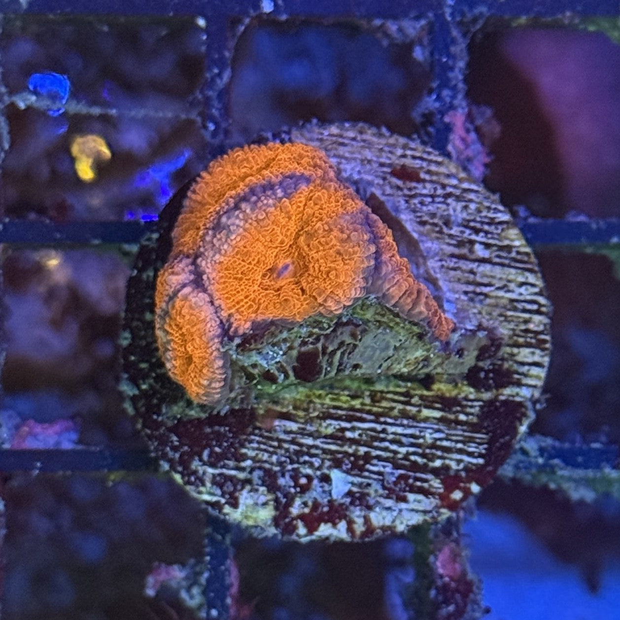 Ultra Acan ACB4