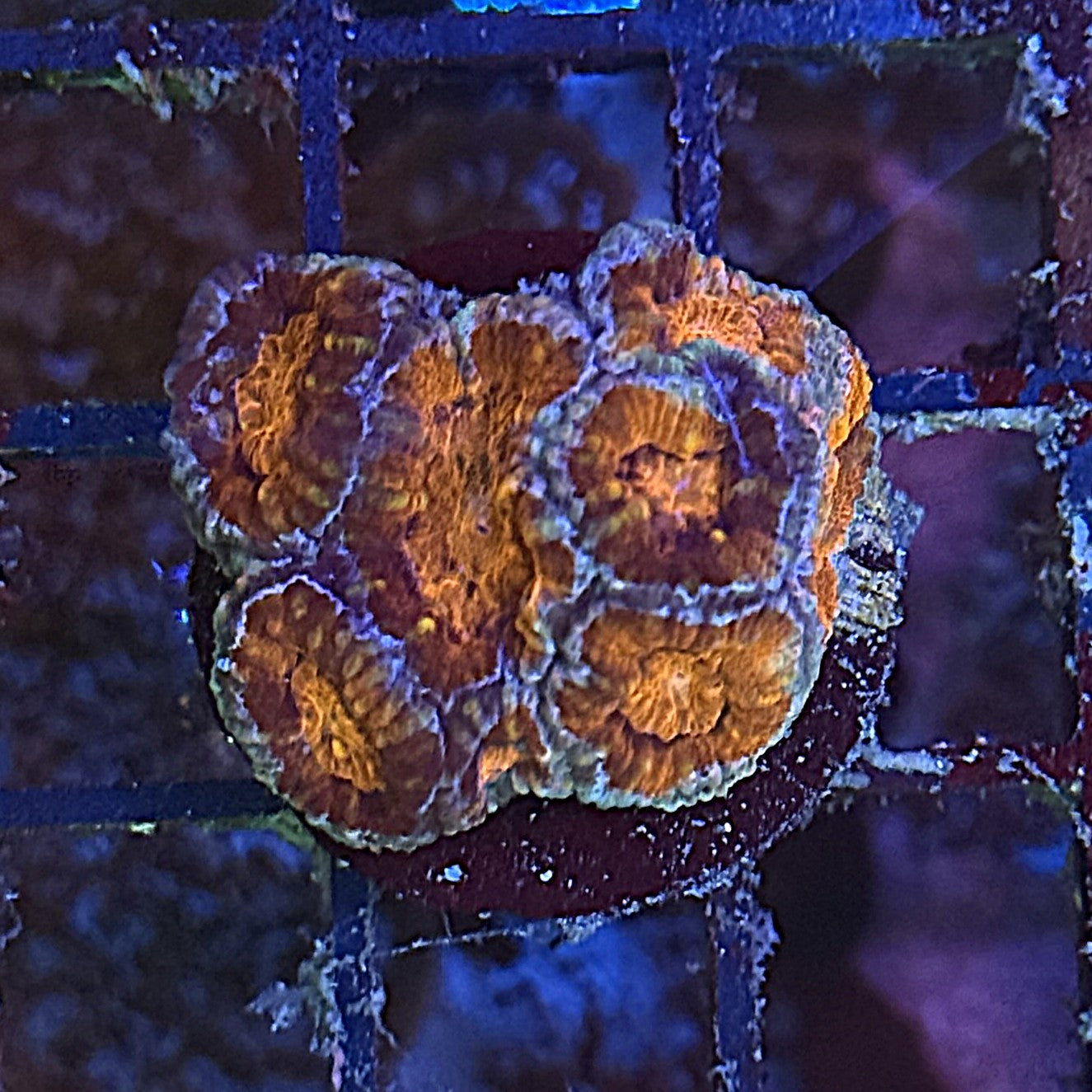 Ultra Acan ACB5