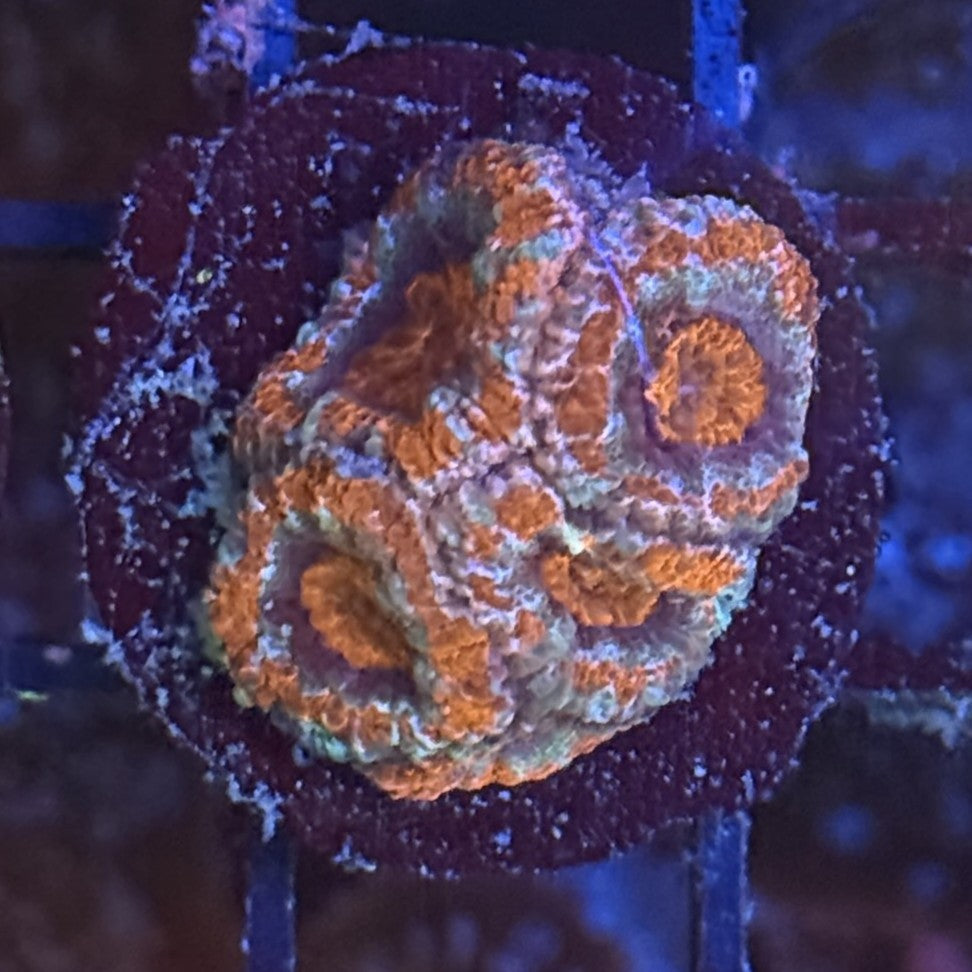 Ultra Acan ACB6