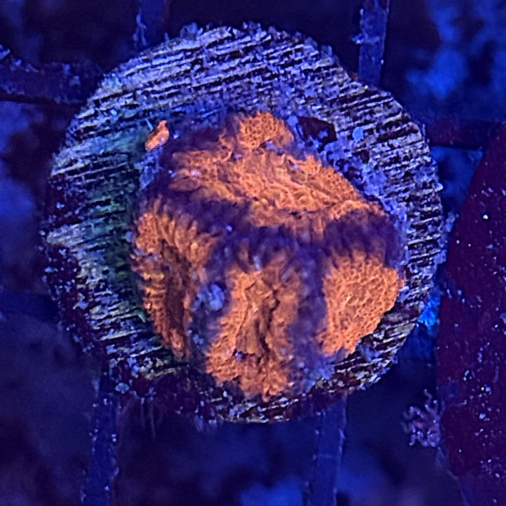 Ultra Acan ACB8