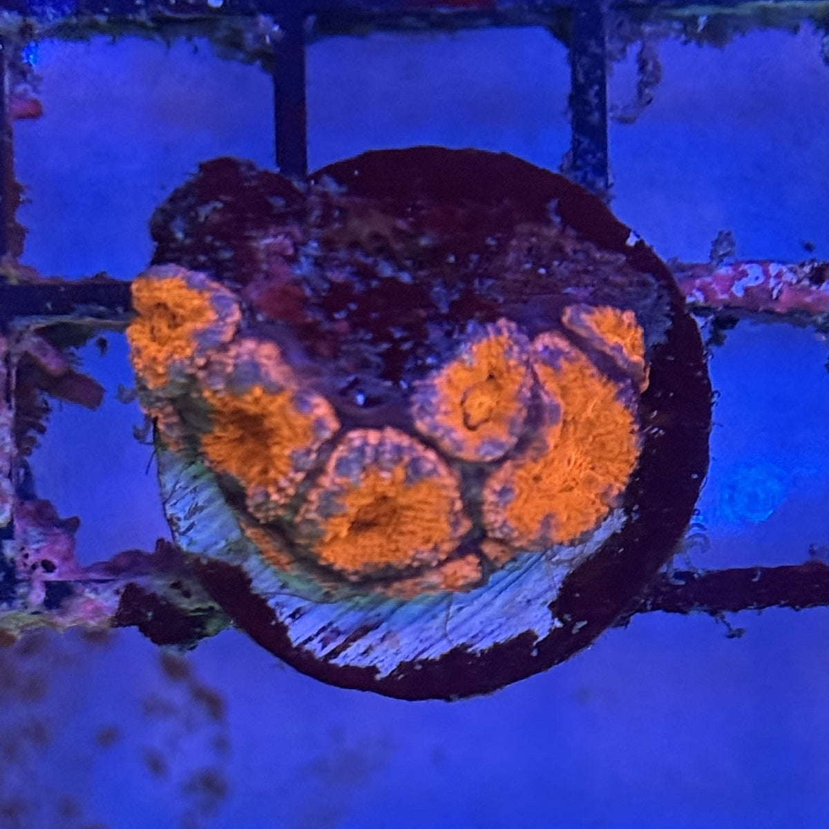 Ultra Acan ACC1