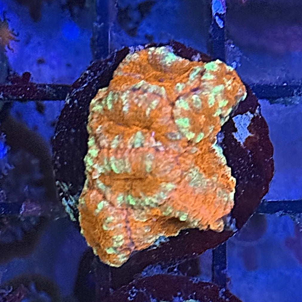 Ultra Acan ACC3