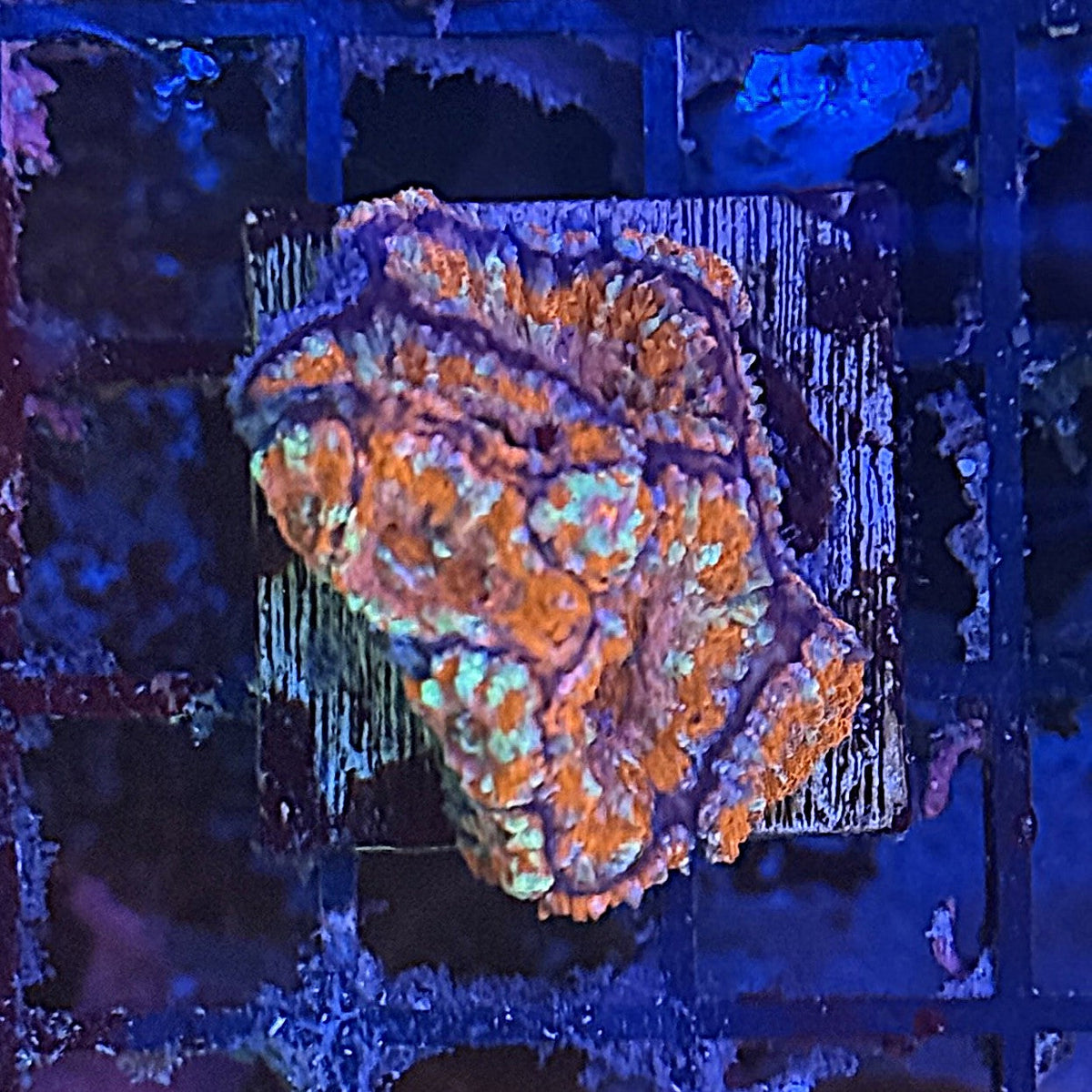 Ultra Acan ACC6
