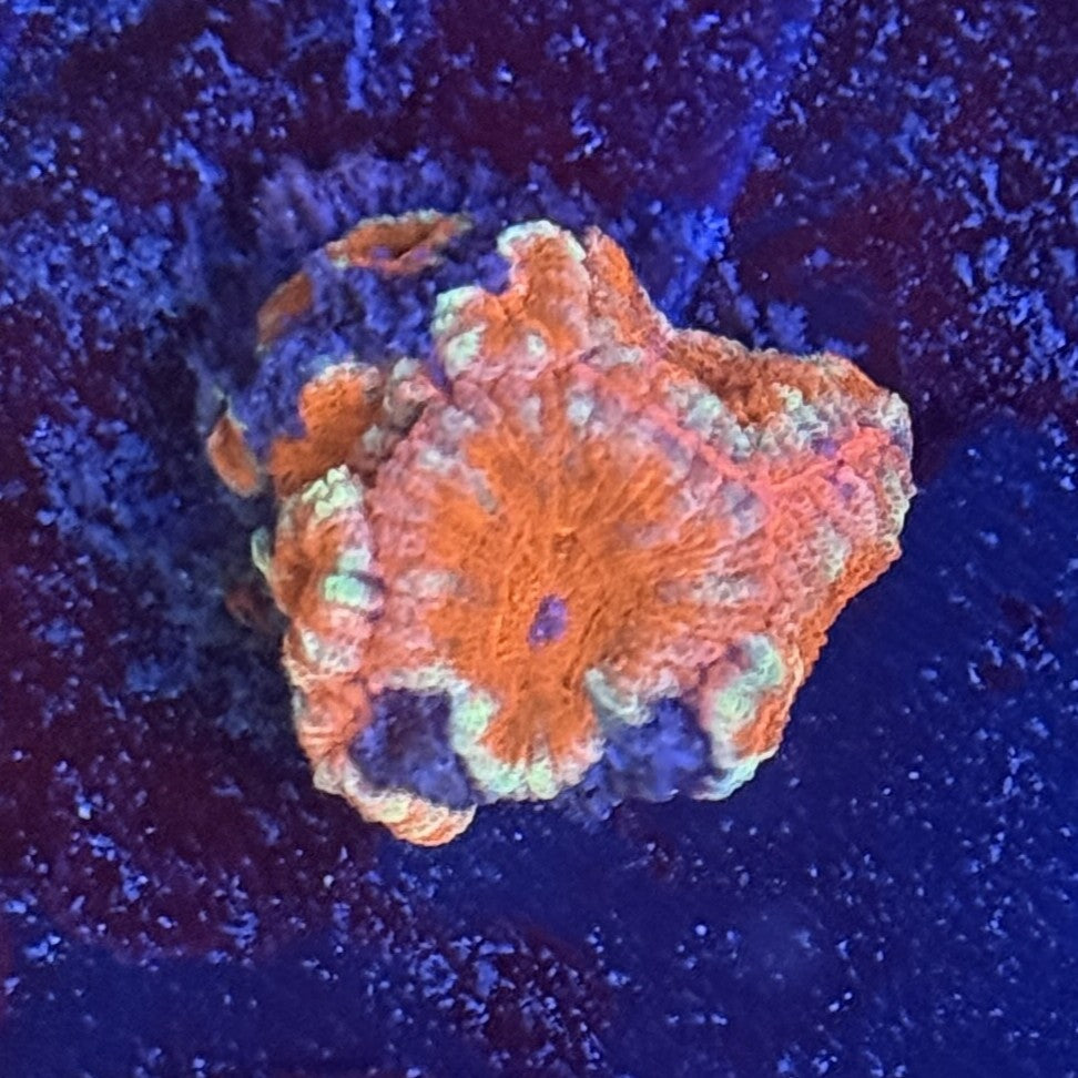 Ultra Acan ACC9