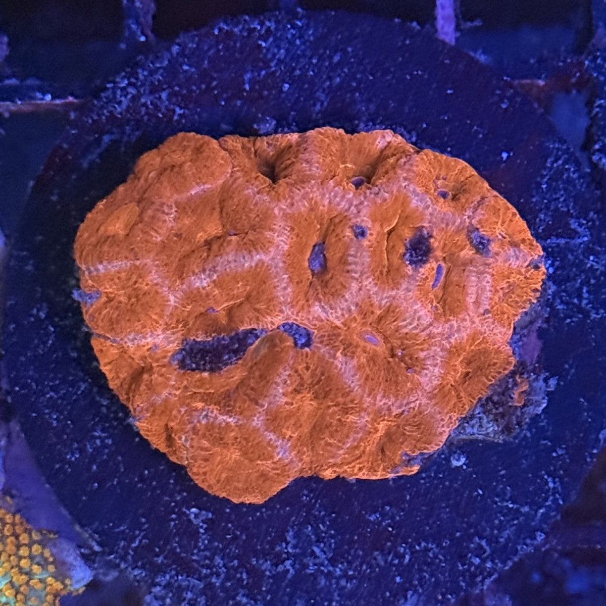 Ultra Acan ACC10
