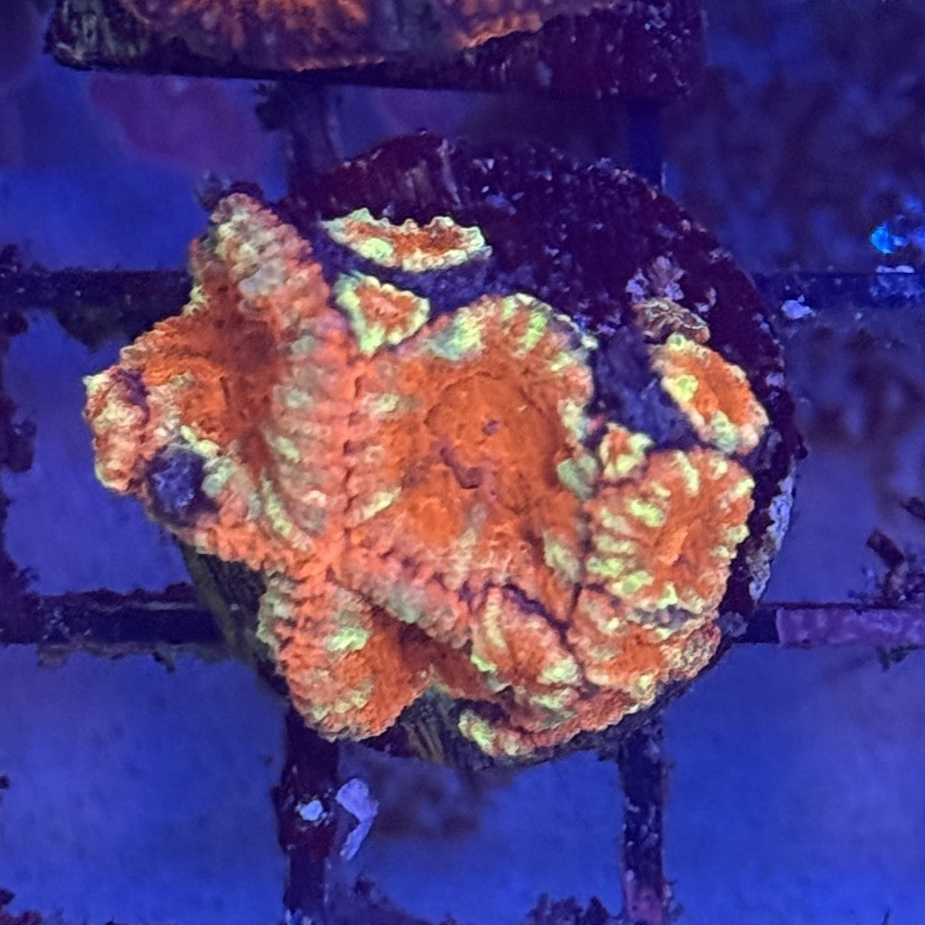 Ultra Acan ACD2