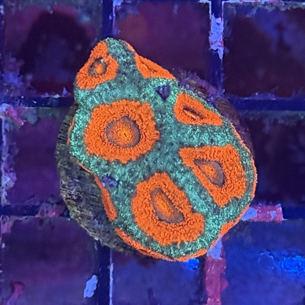 Ultra Acan ACD4