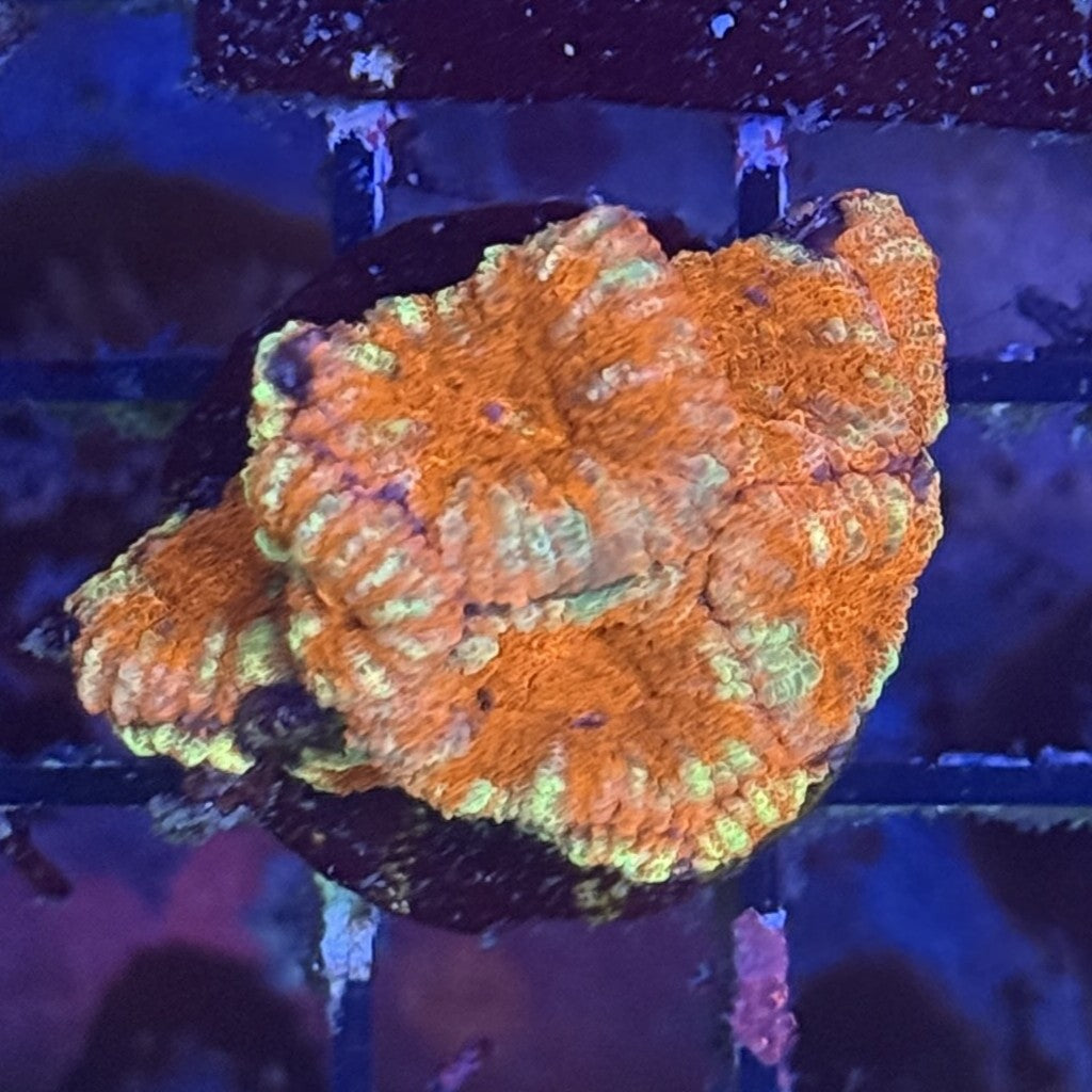Ultra Acan ACD5