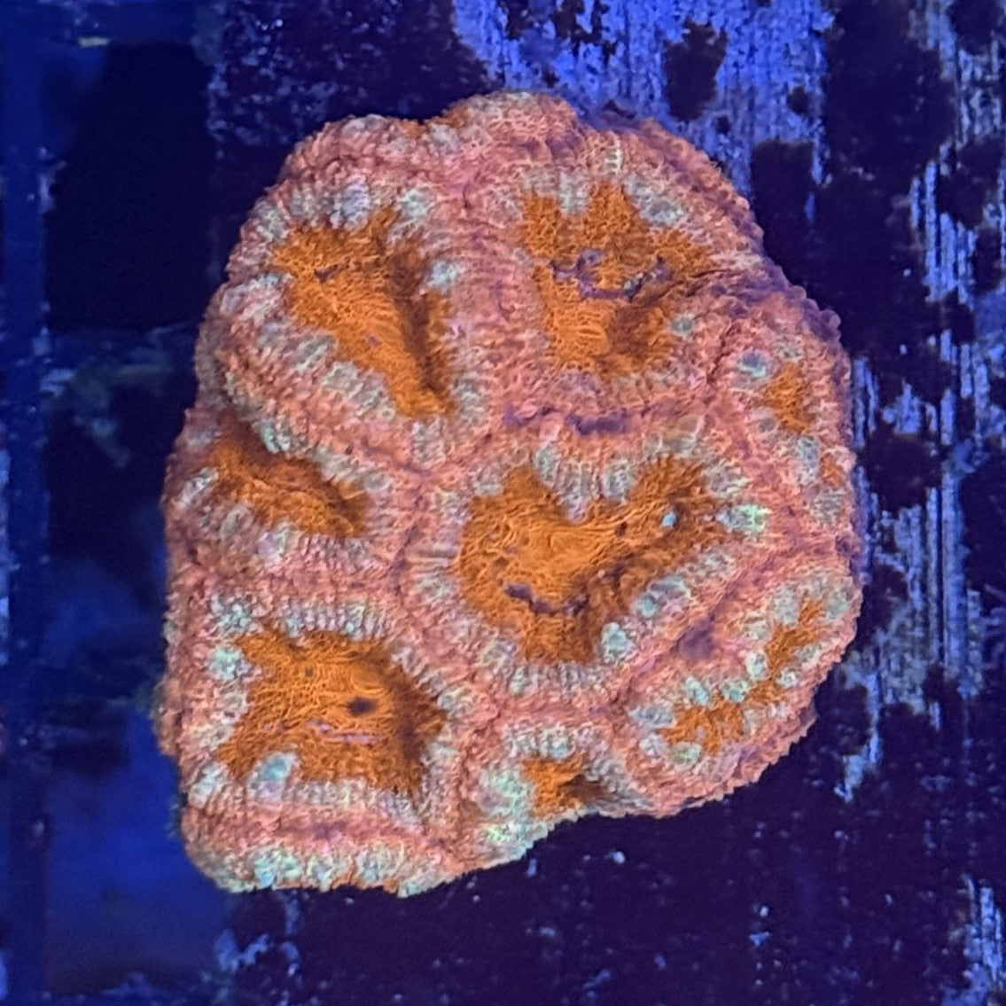 Ultra Acan ACD6