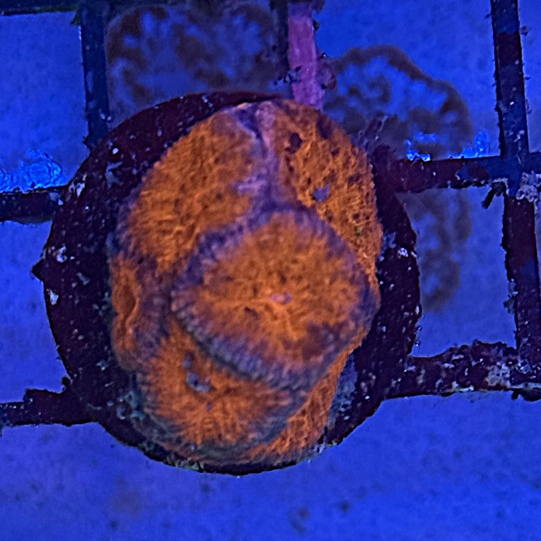 Ultra Acan ACE1