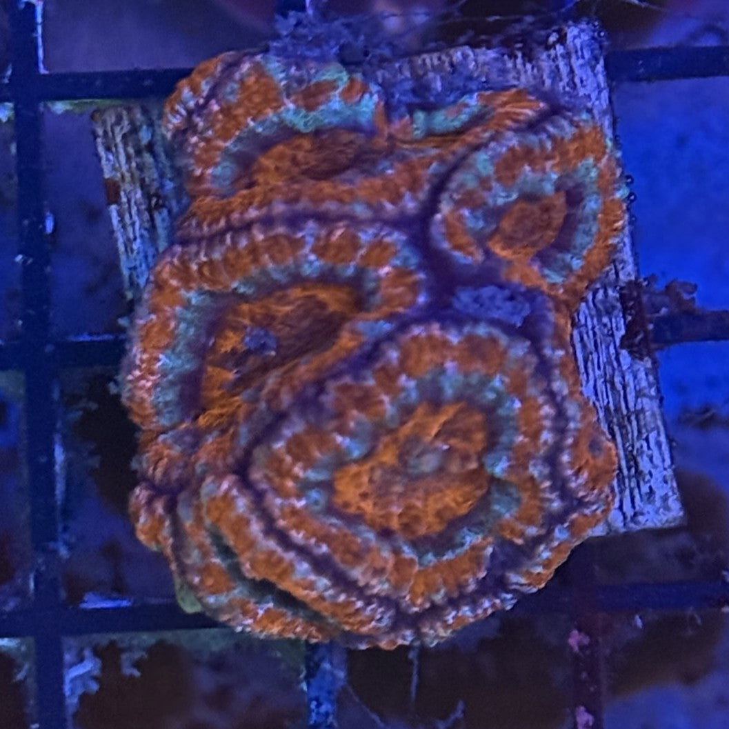 Ultra Acan ACE5