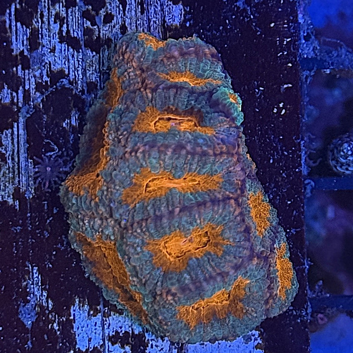 Ultra Acan ACE6