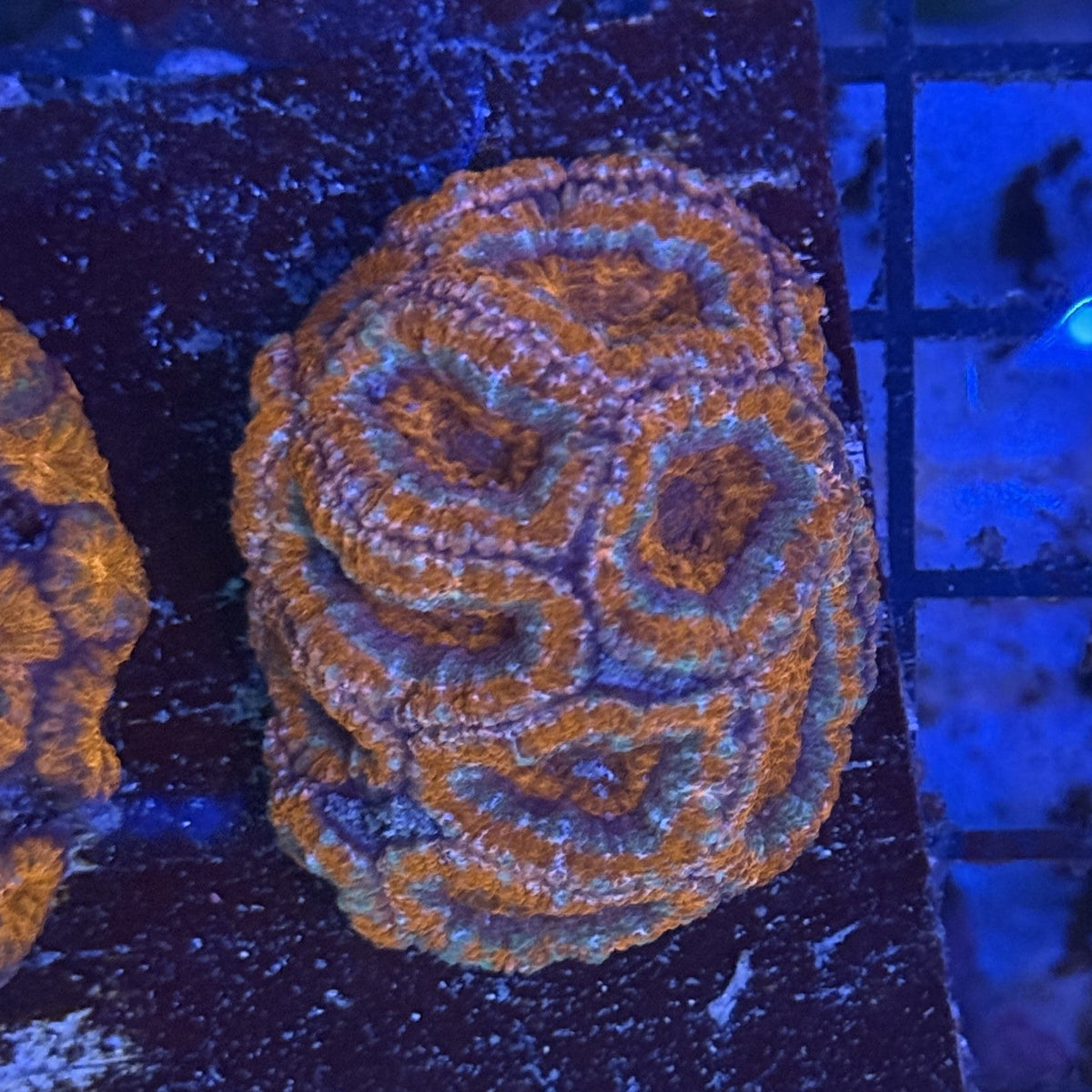 Ultra Acan ACE7