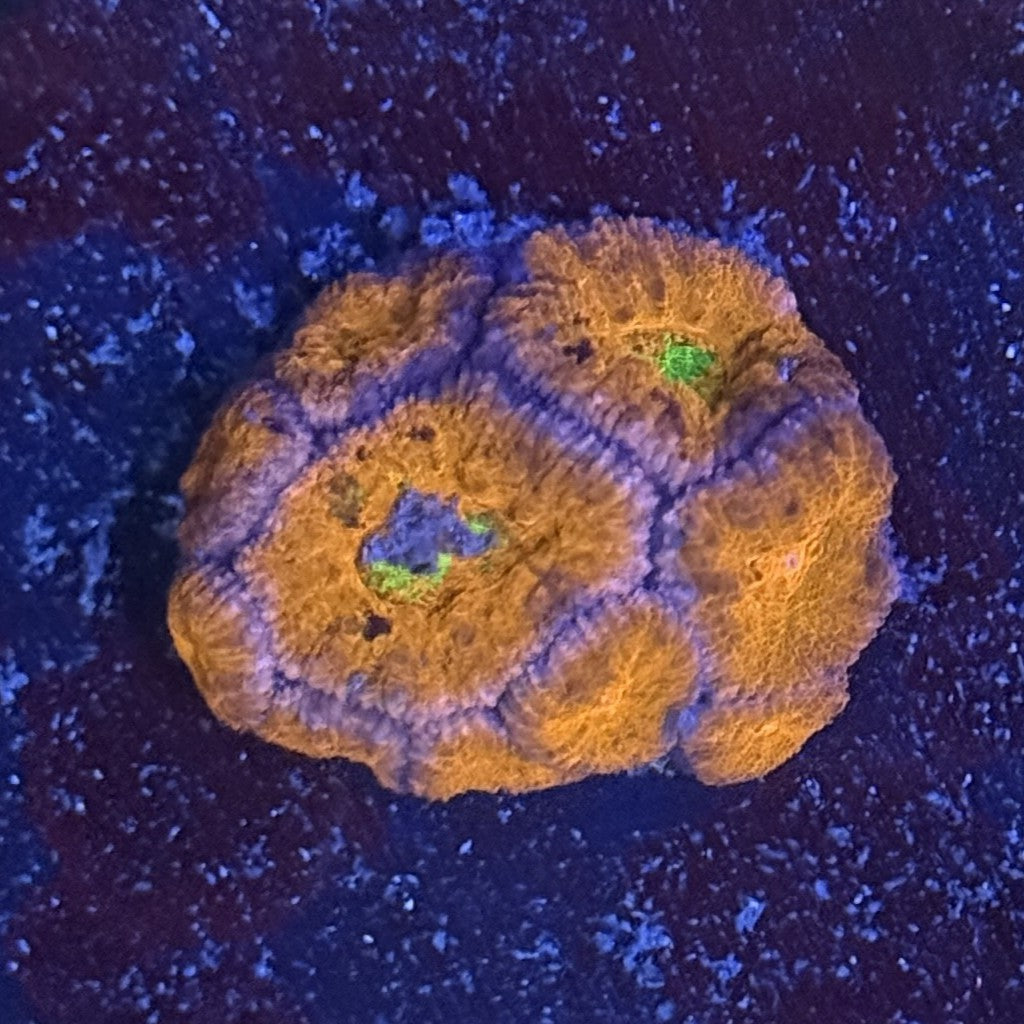 Ultra Acan ACE8