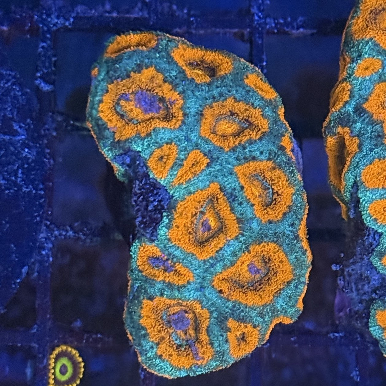 Ultra Acan ACE9