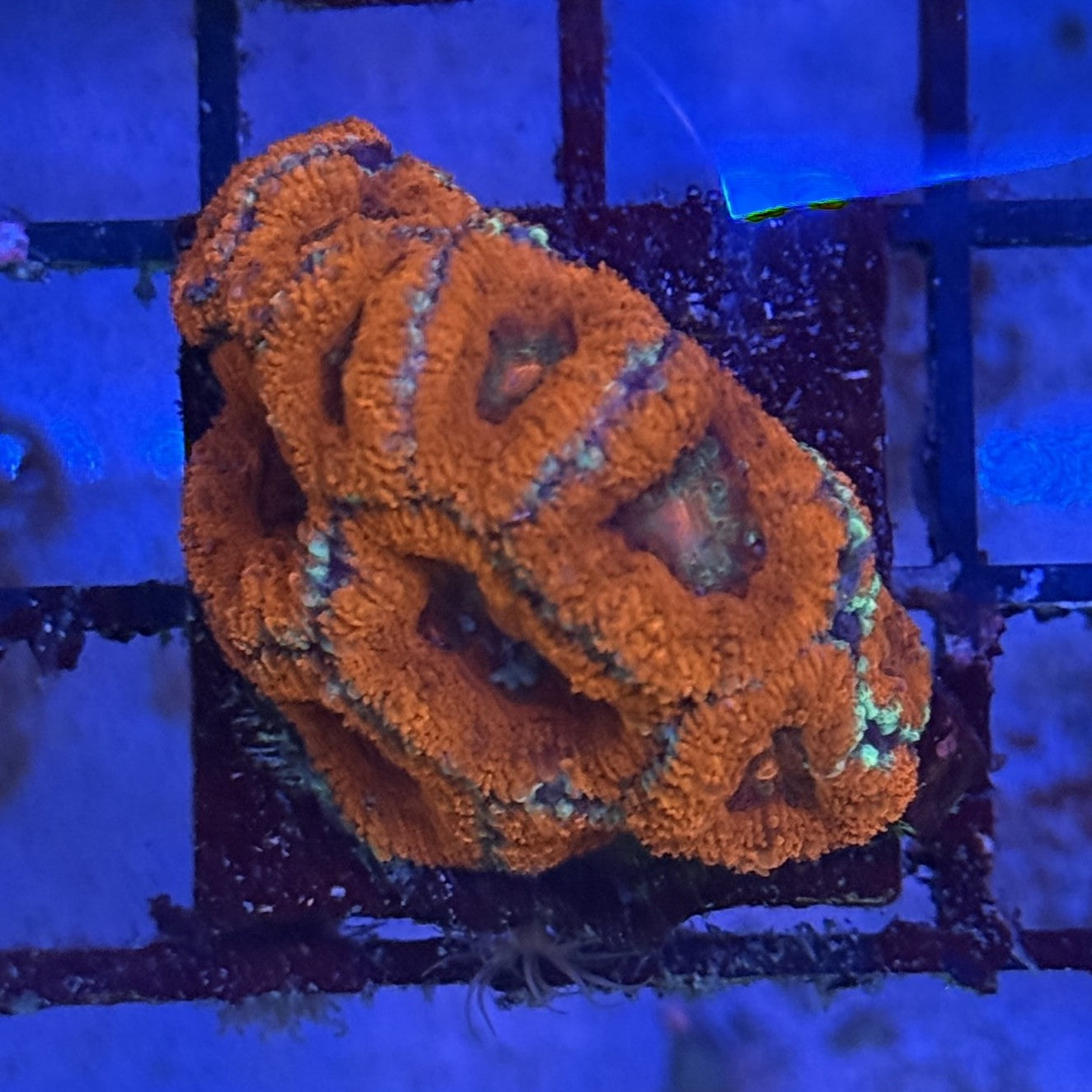 Ultra Acan ACF1